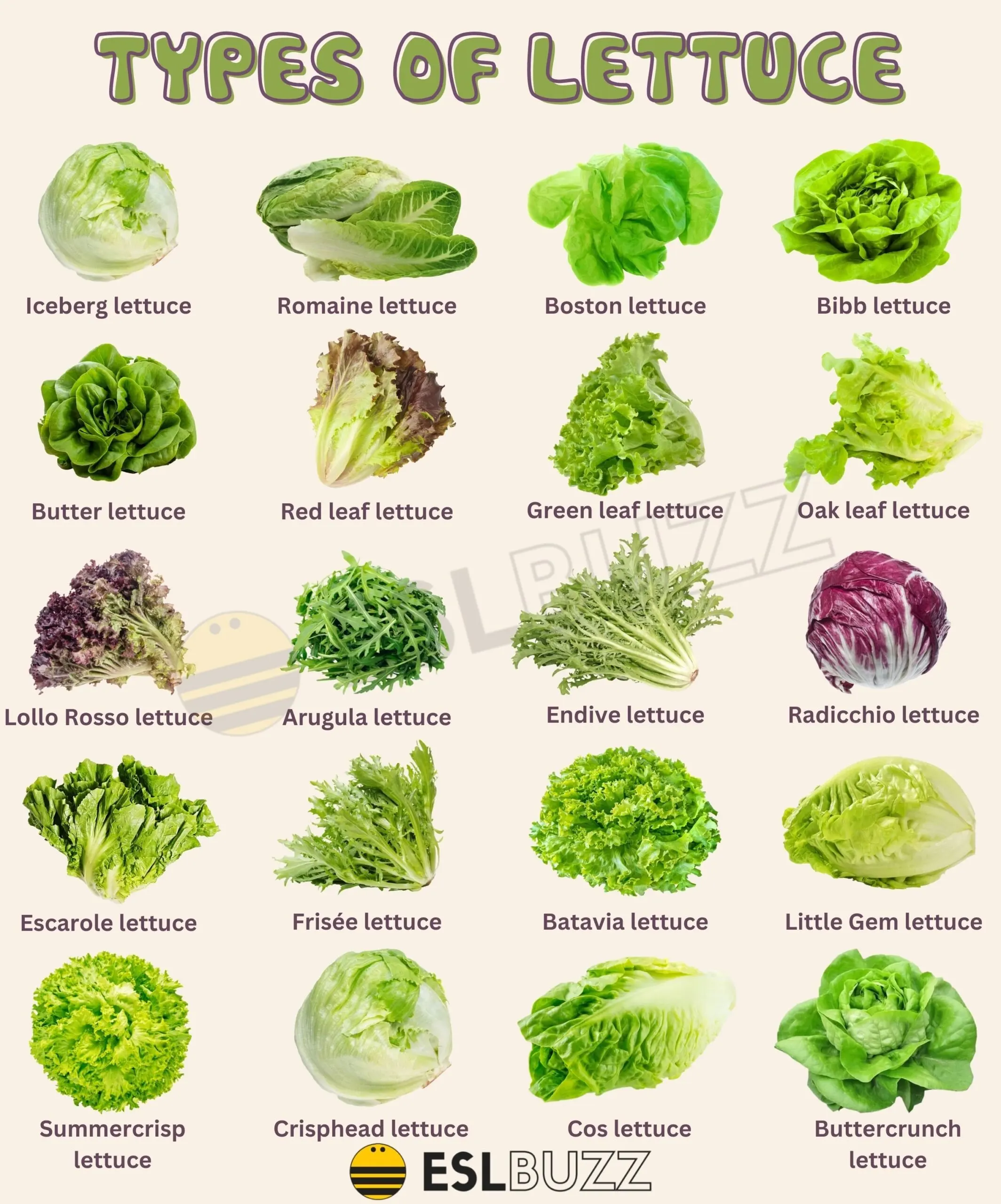 Which Lettuce Varieties Are The Fastest Growing For Your Garden?