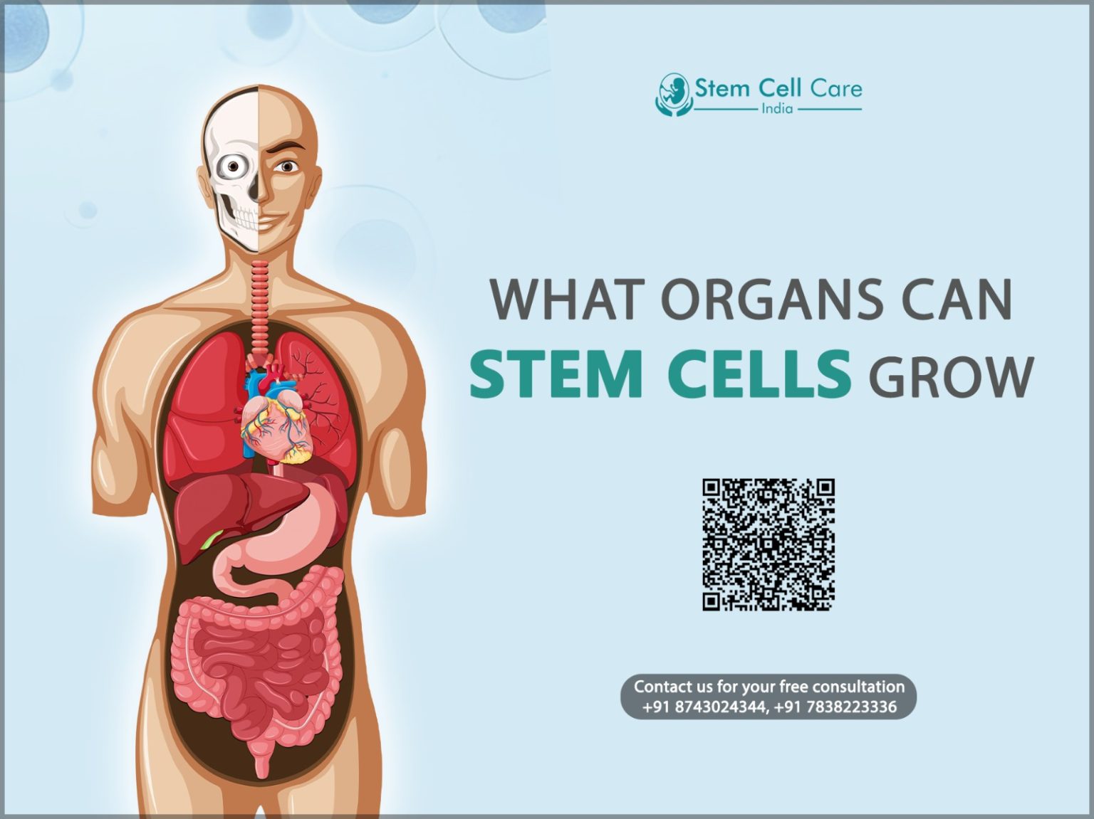 The Fastest Growing Organ In The Human Body Revealed