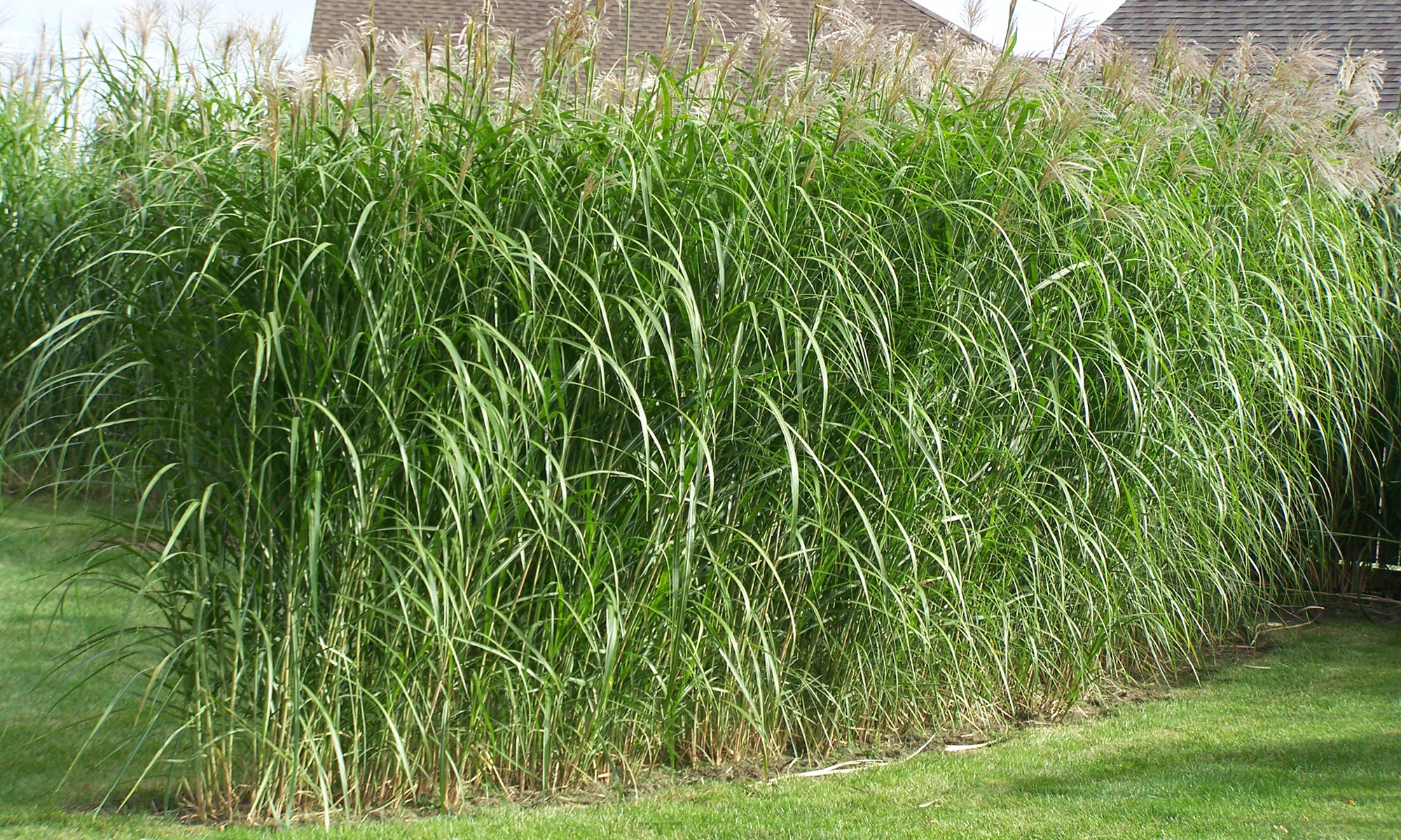 The Fastest Growing Ornamental Grass For Instant Privacy