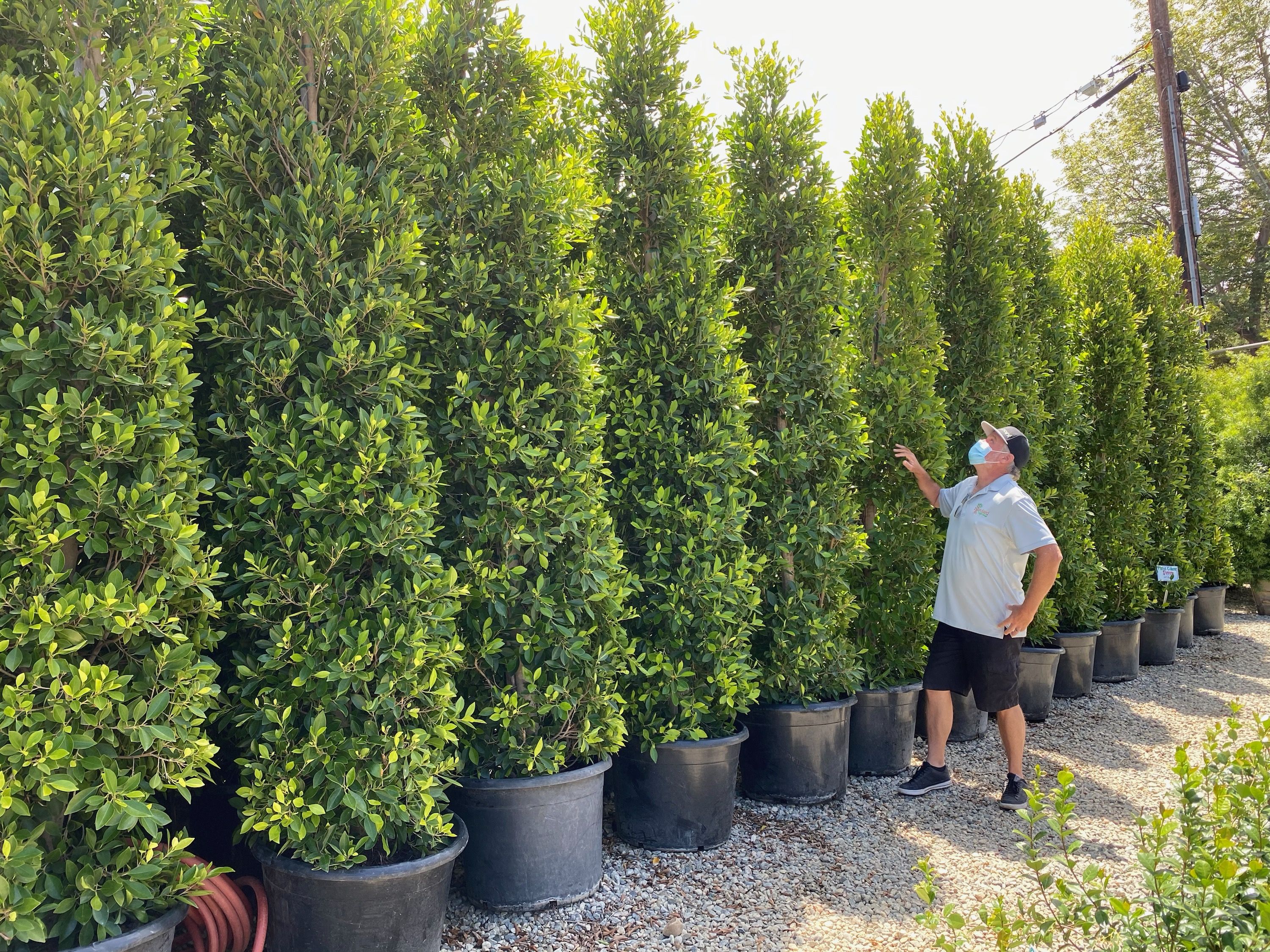 The Fastest Growing Trees In The Uk For Instant Privacy