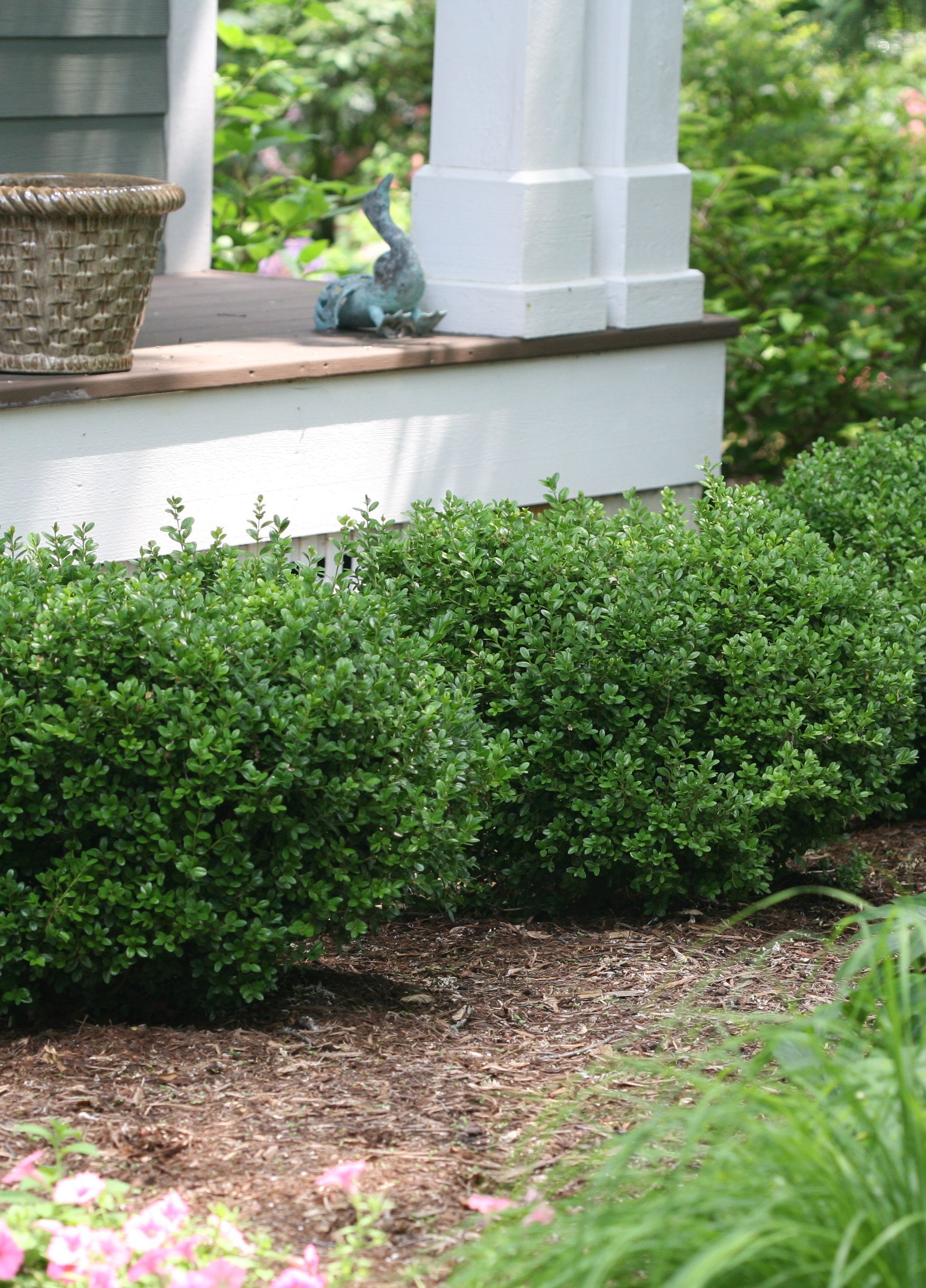 Nature’s Sprinters: The Fastest Growing Woody Plant For Your Yard