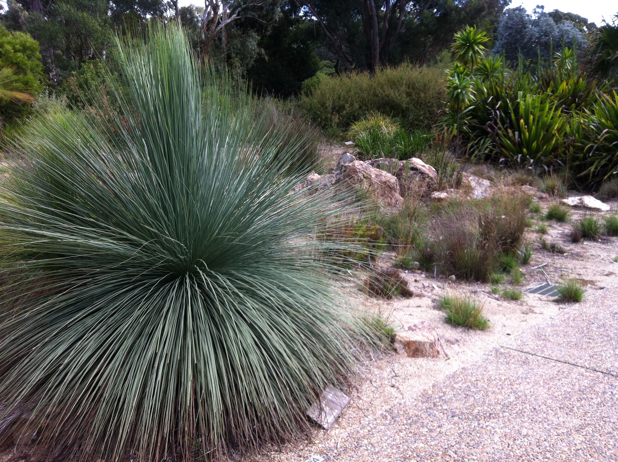 The Fastest Growing Xanthorrhoea Varieties For Your Garden
