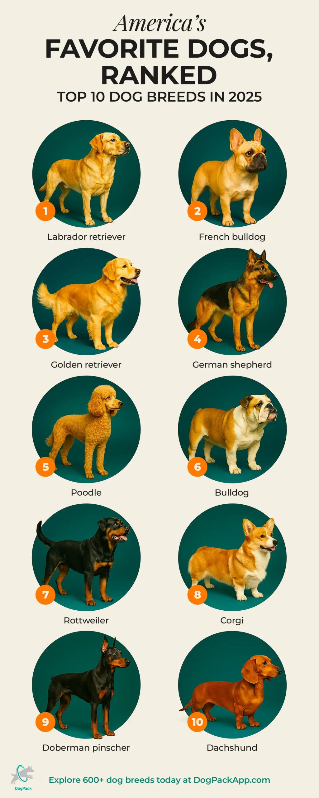 The Most Popular Favorite Dog Breeds Of 2026