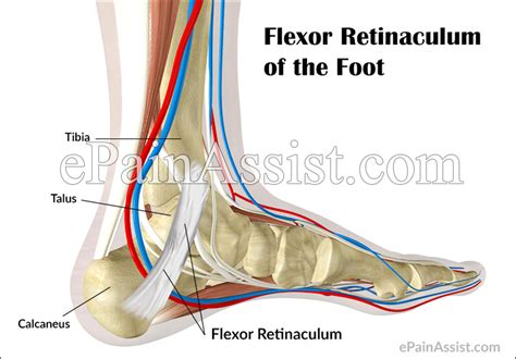 Flexor Retinaculum Foot