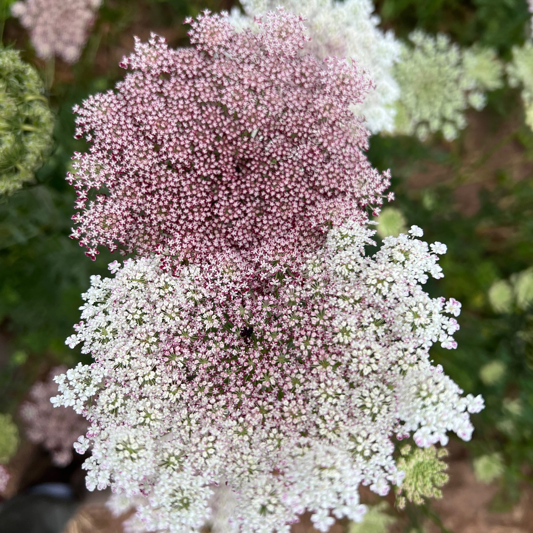 Flower Blooming Stages
