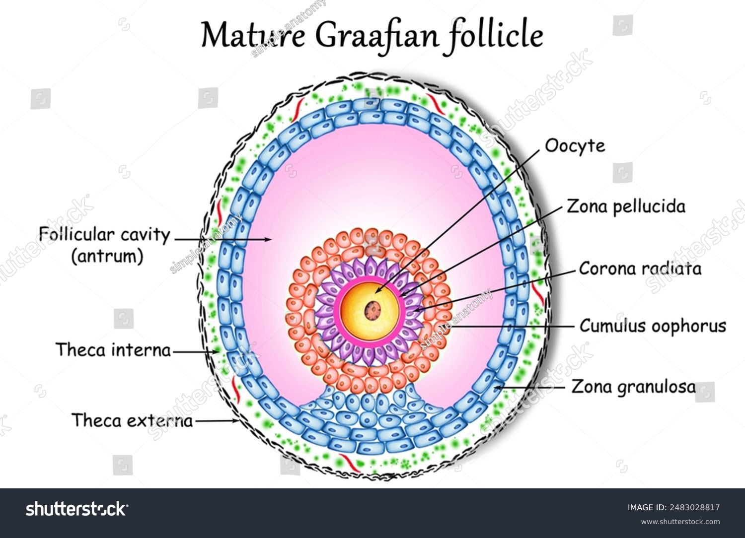 Follicle Or Cyst