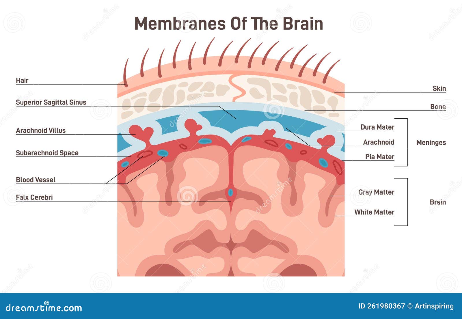 Frontal Lobe Damage