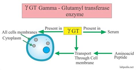 G.glutamyl Transpeptidase Ggt