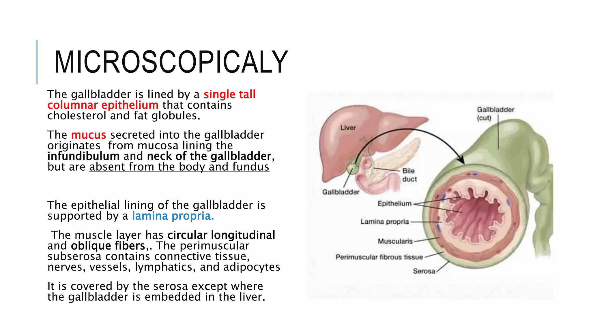 Gallbladder Problem Symptoms