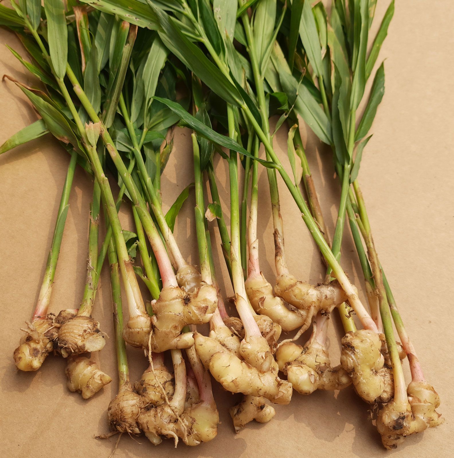 Where Does Ginger Grow? The Geographical Distribution Of Zingiber Officinale
