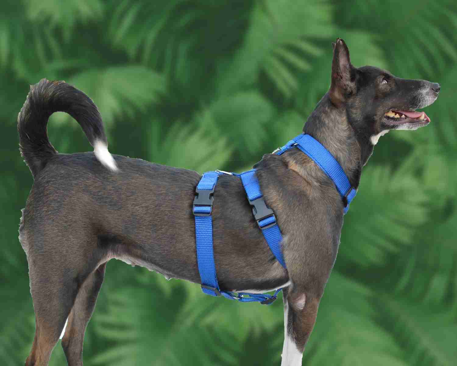 Why Your Dog Needs An H Harness For Better Comfort And Control