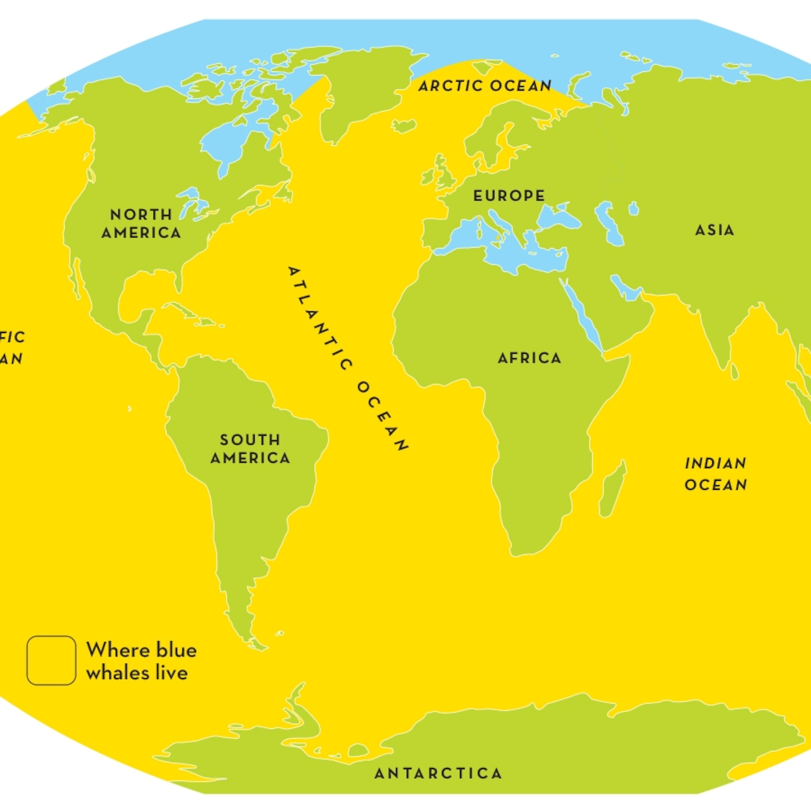 Habitat Of Blue Whale