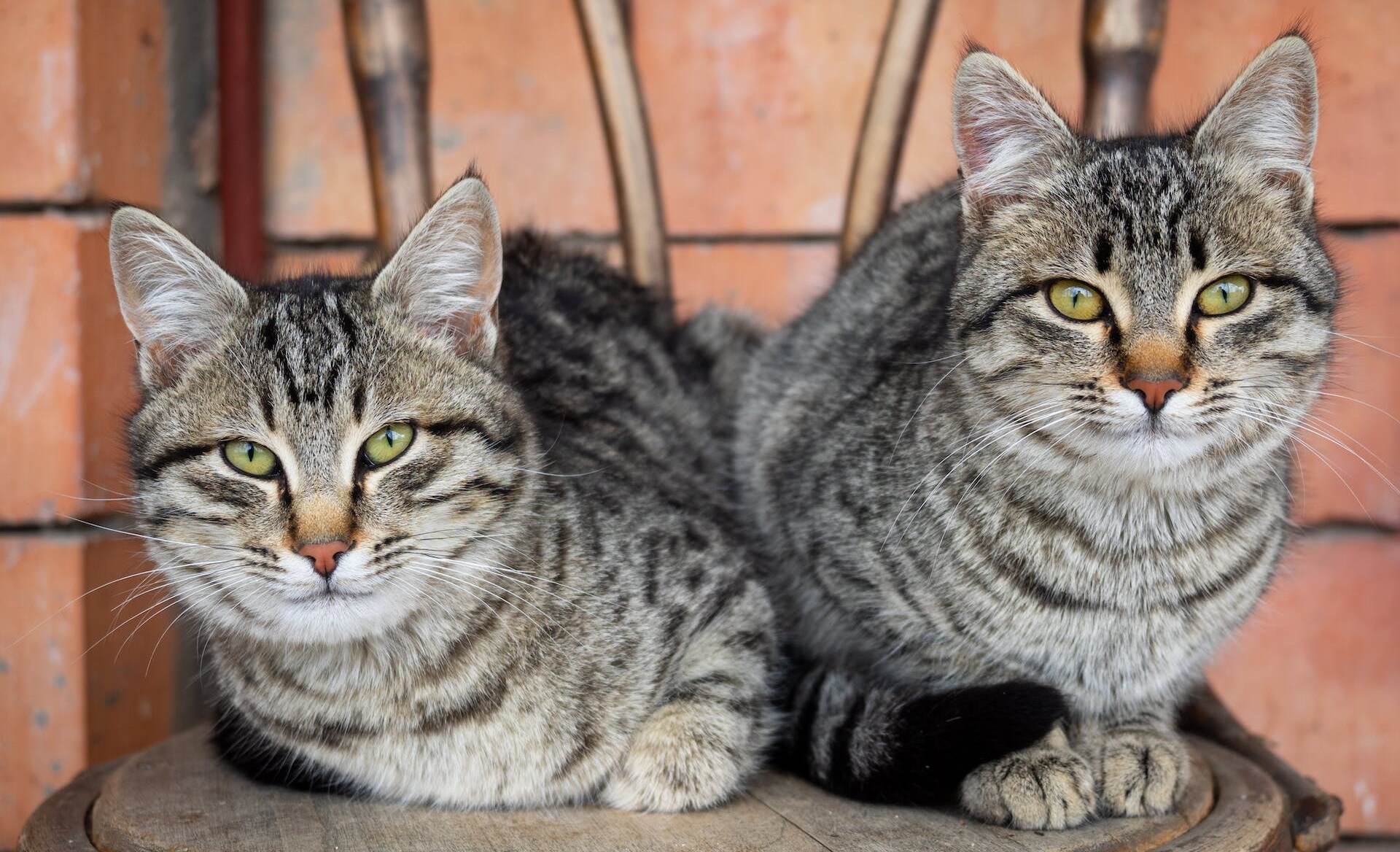 Habitat Of Cat Is Called