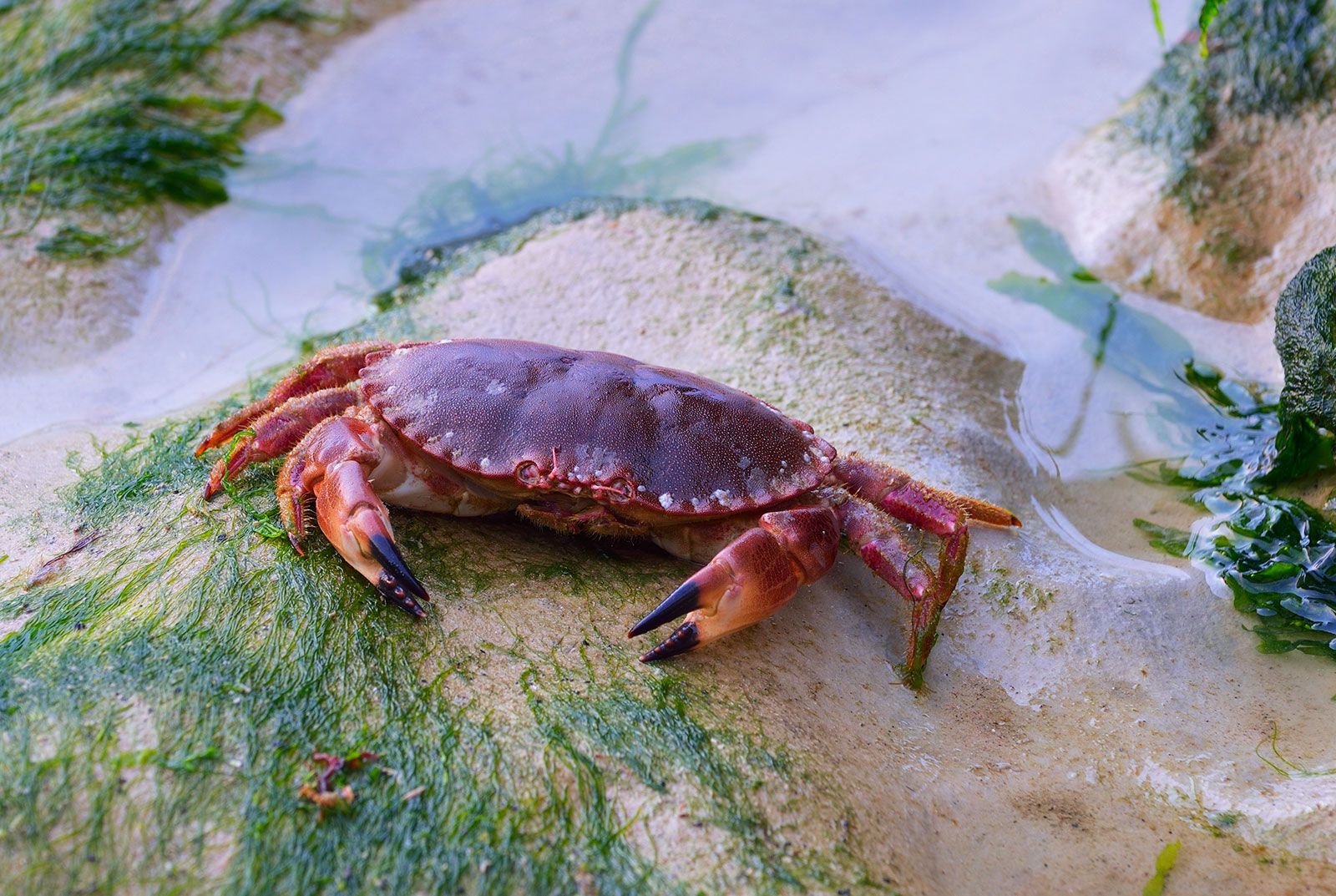 Habitat Of Crab