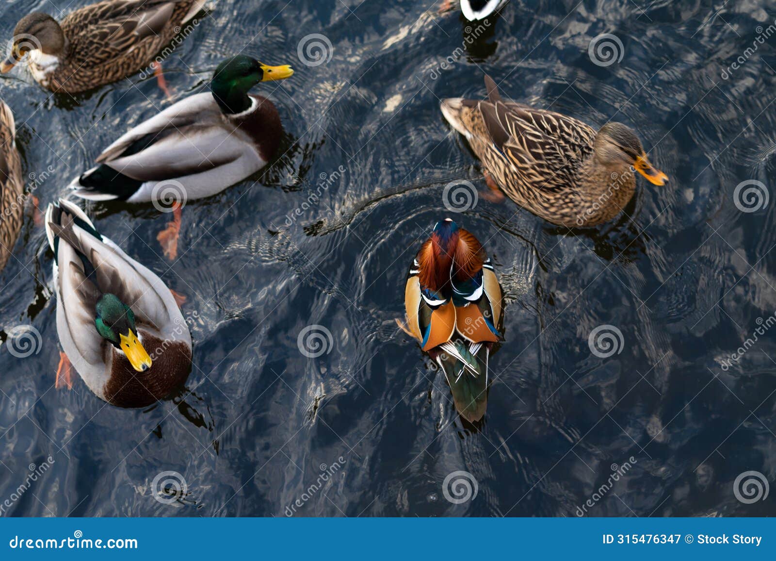 Habitat Of Duck