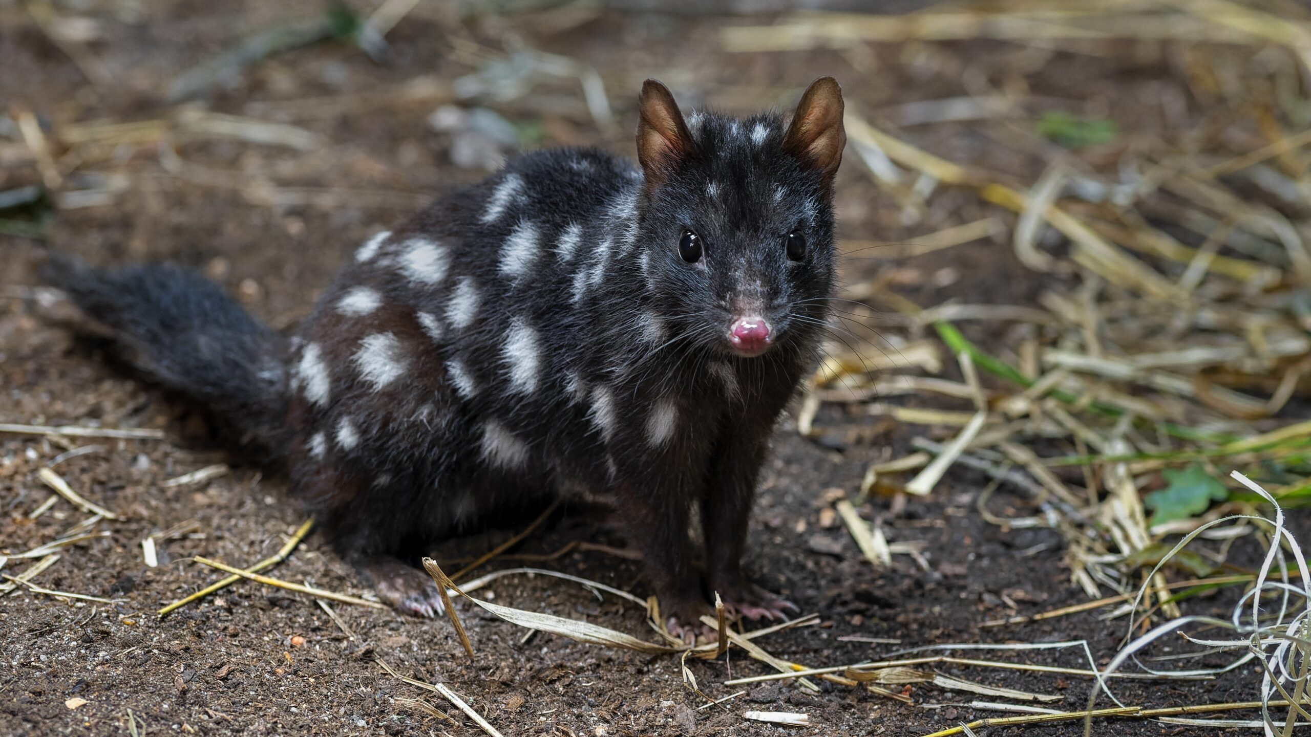 Habitat Of Eastern Quoll