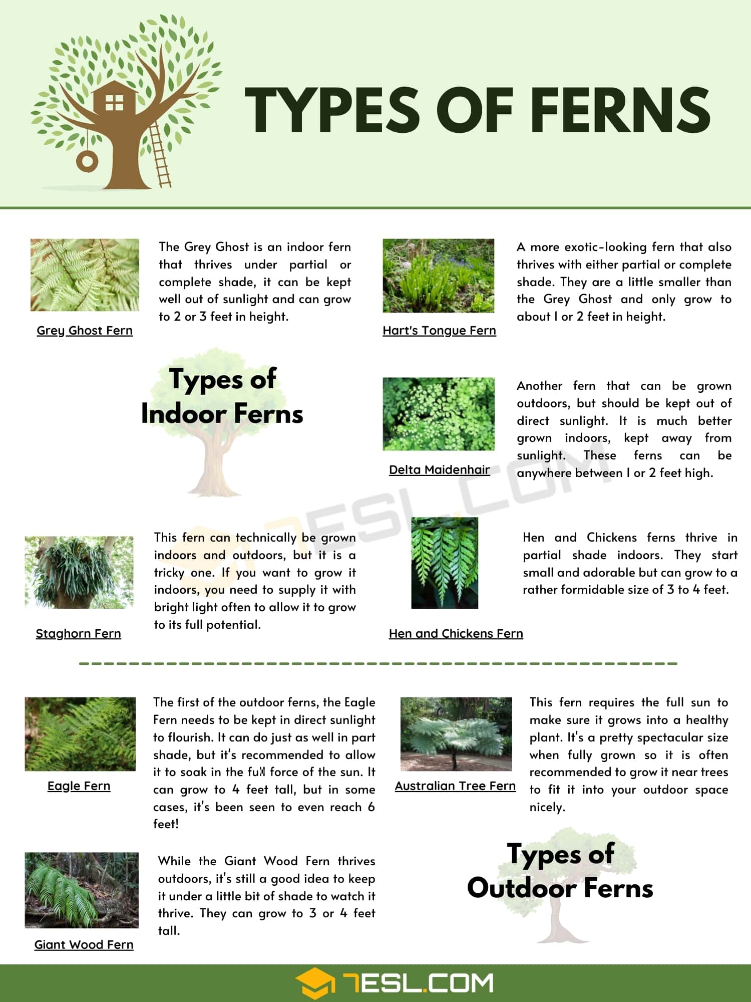Habitat Of Fern