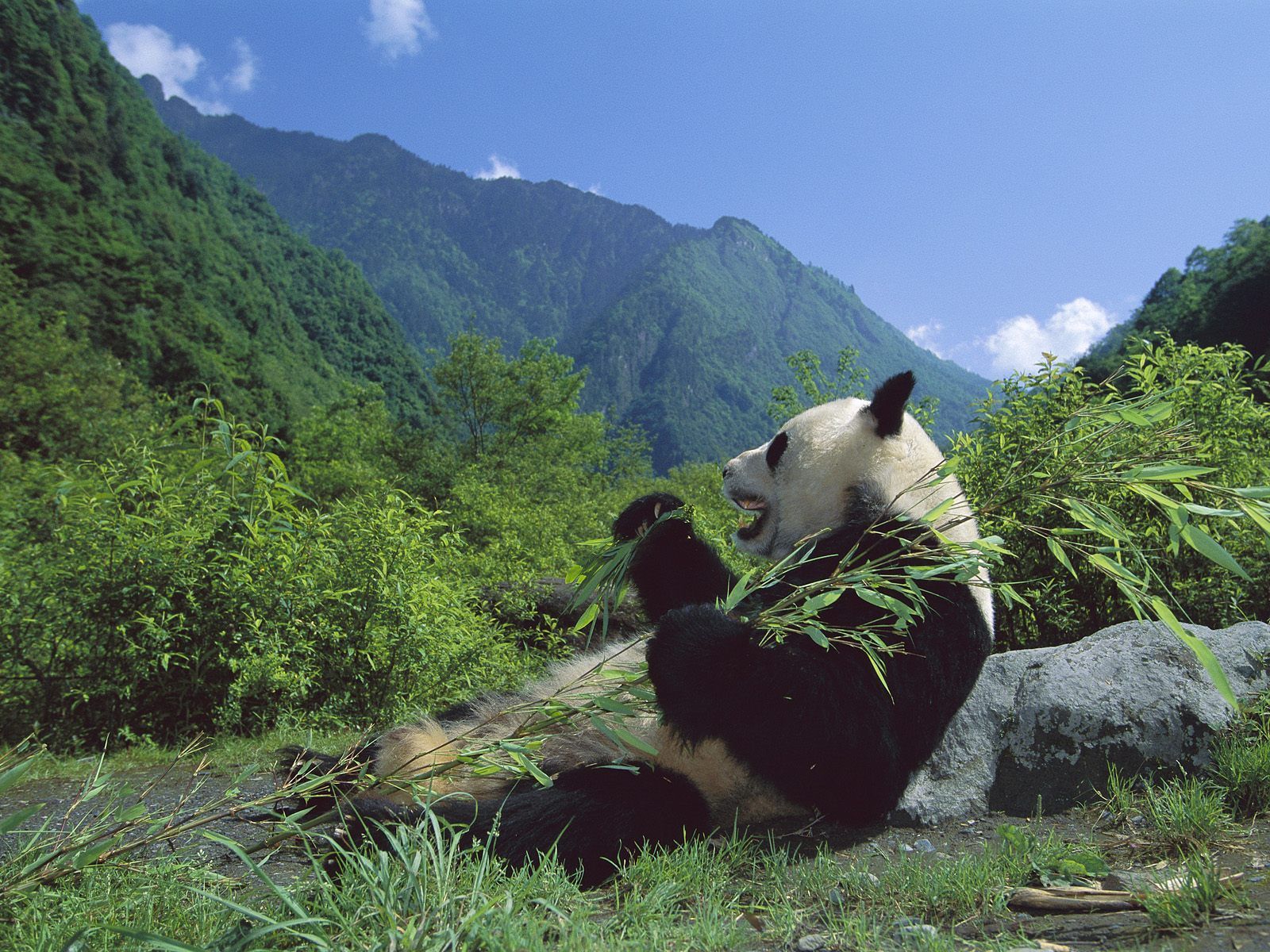 Habitat Of Giant Panda