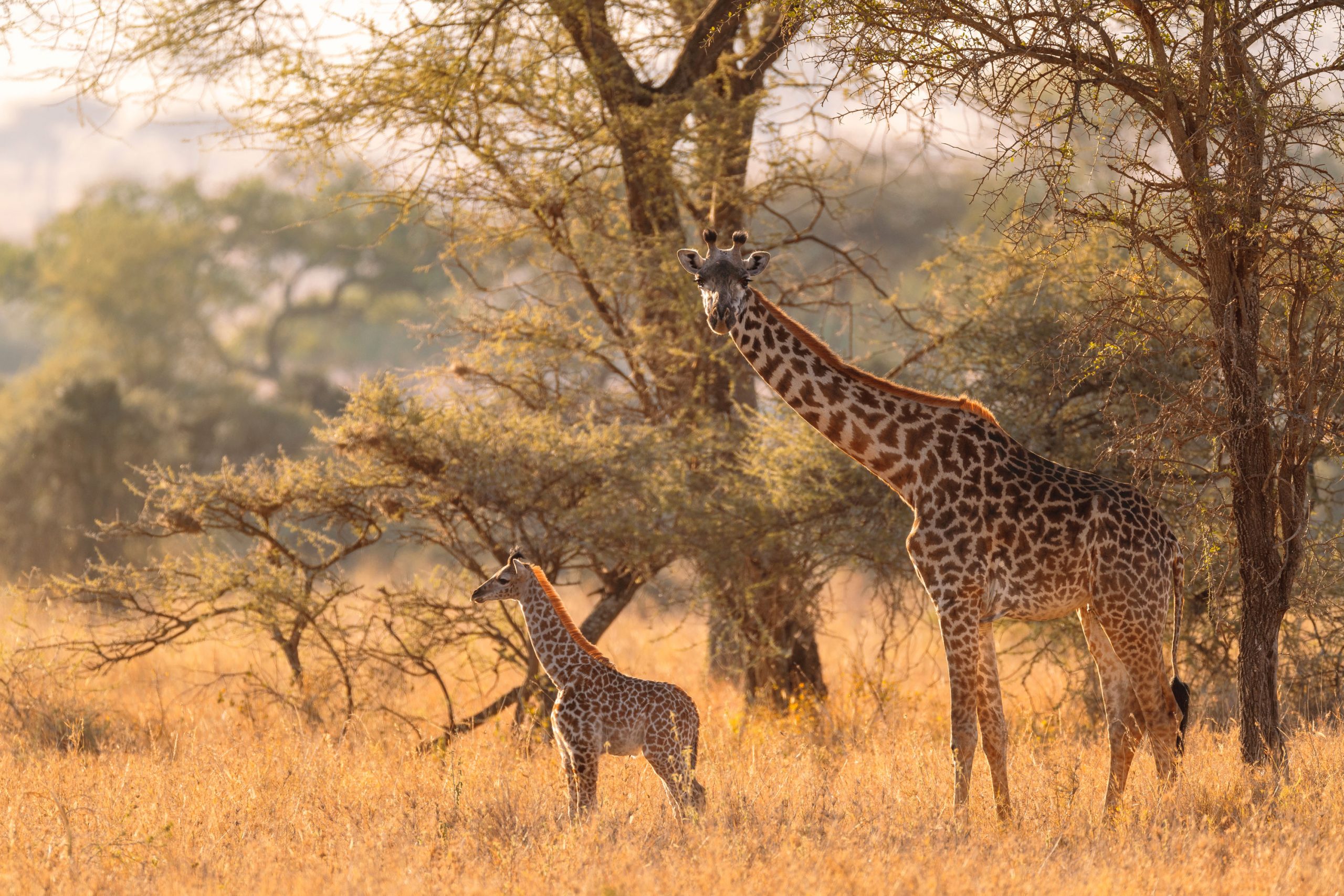 Habitat Of Giraffe