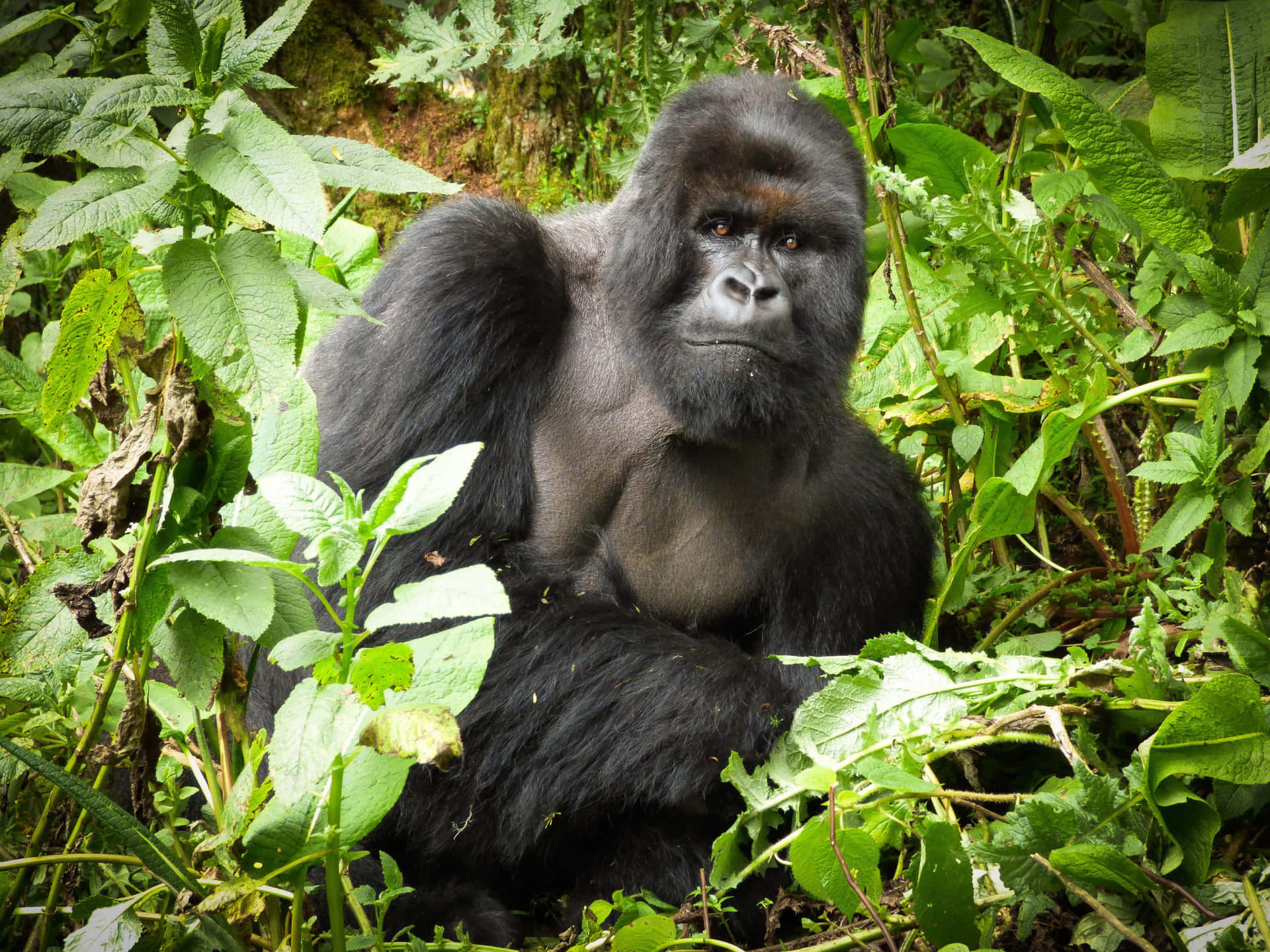 Habitat Of Gorilla