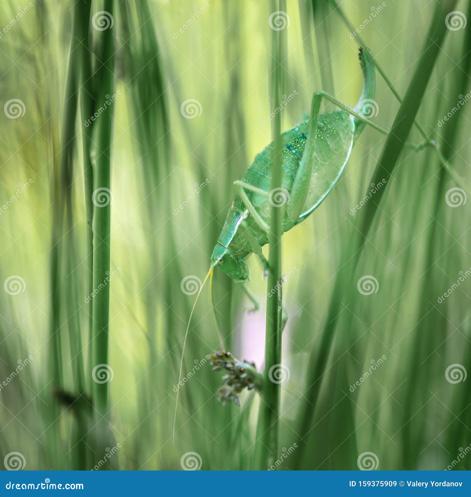 Habitat Of Grasshopper