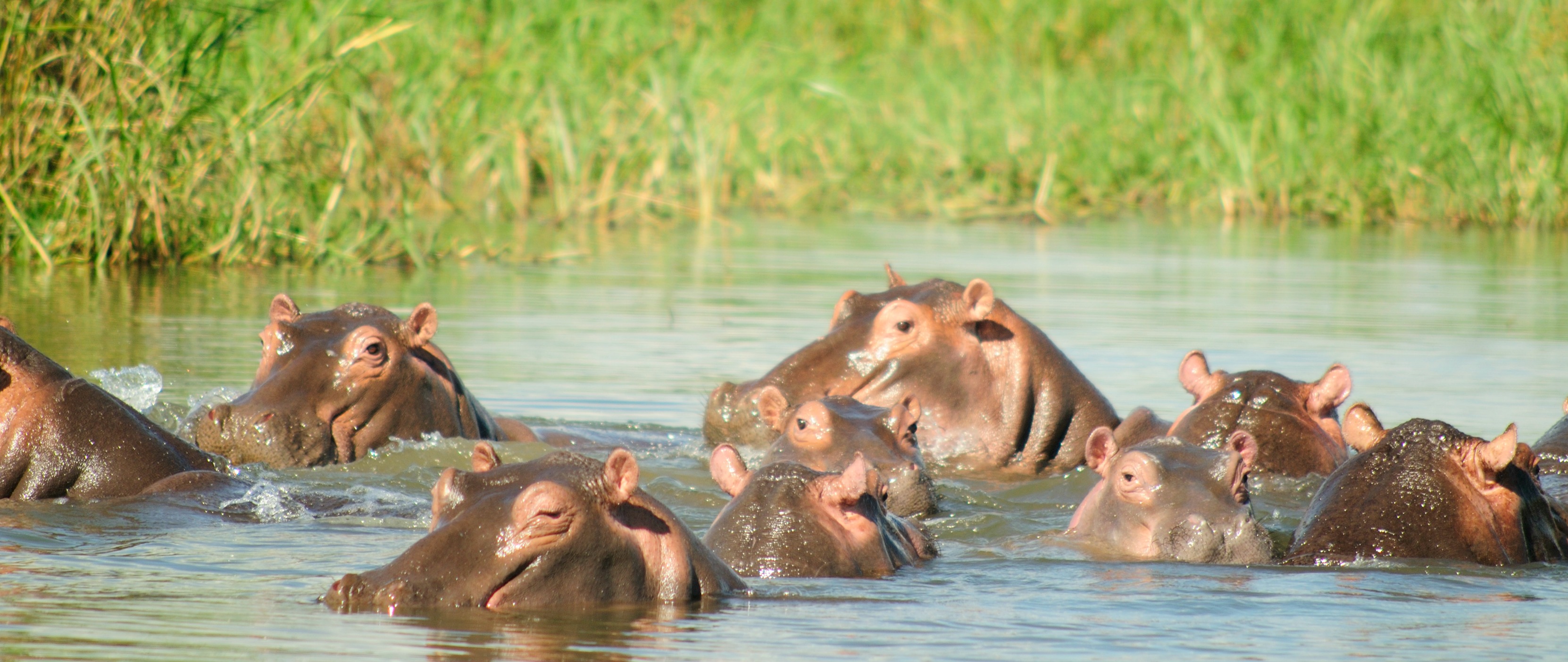 Habitat Of Hippopotamus