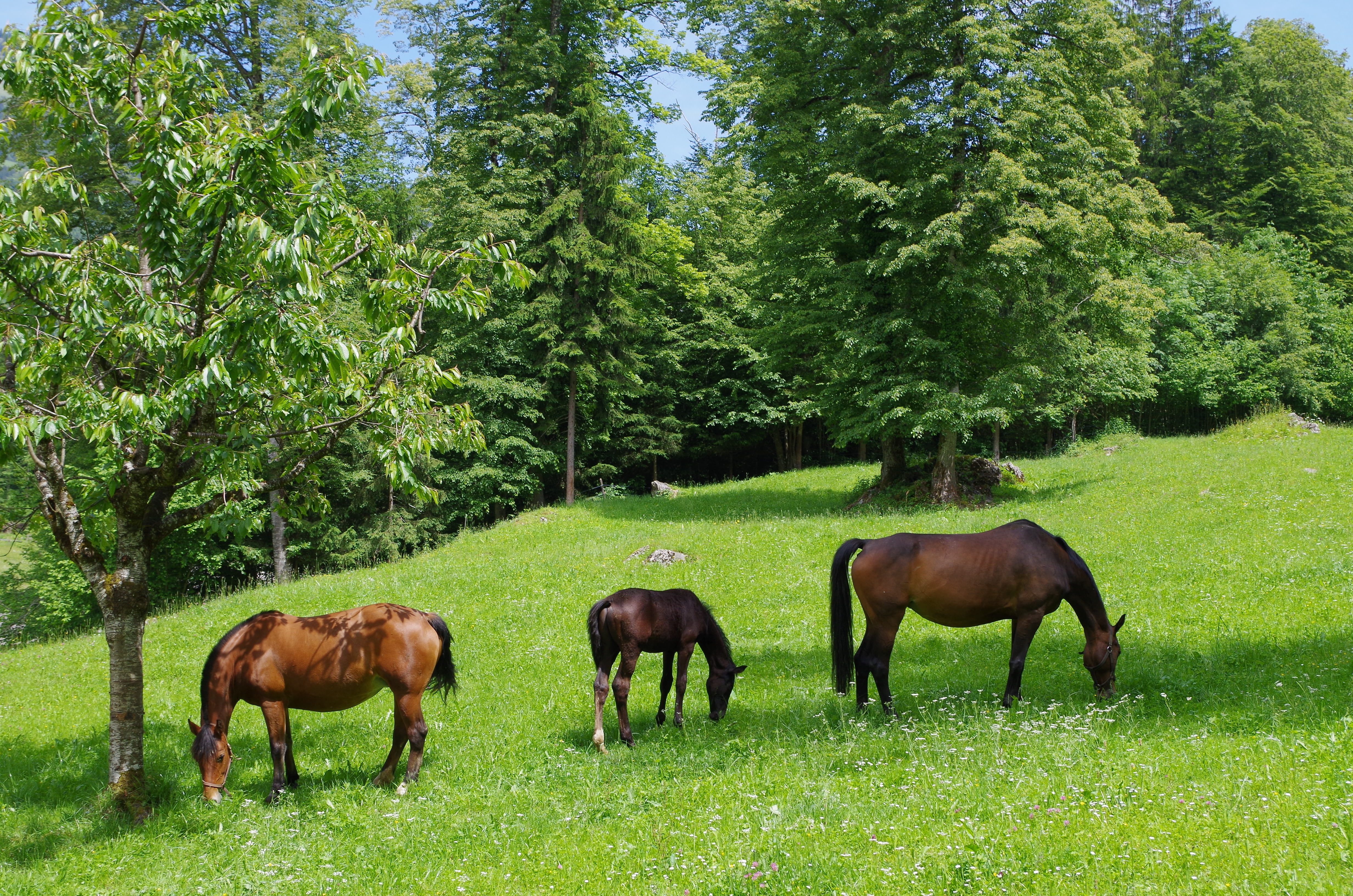 Habitat Of Horse