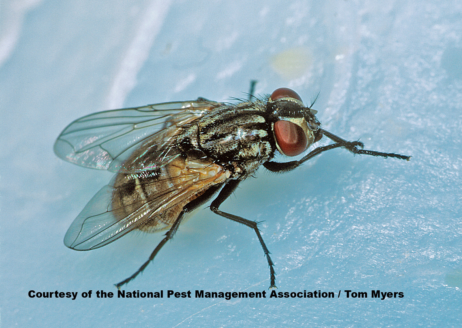 Habitat Of Housefly