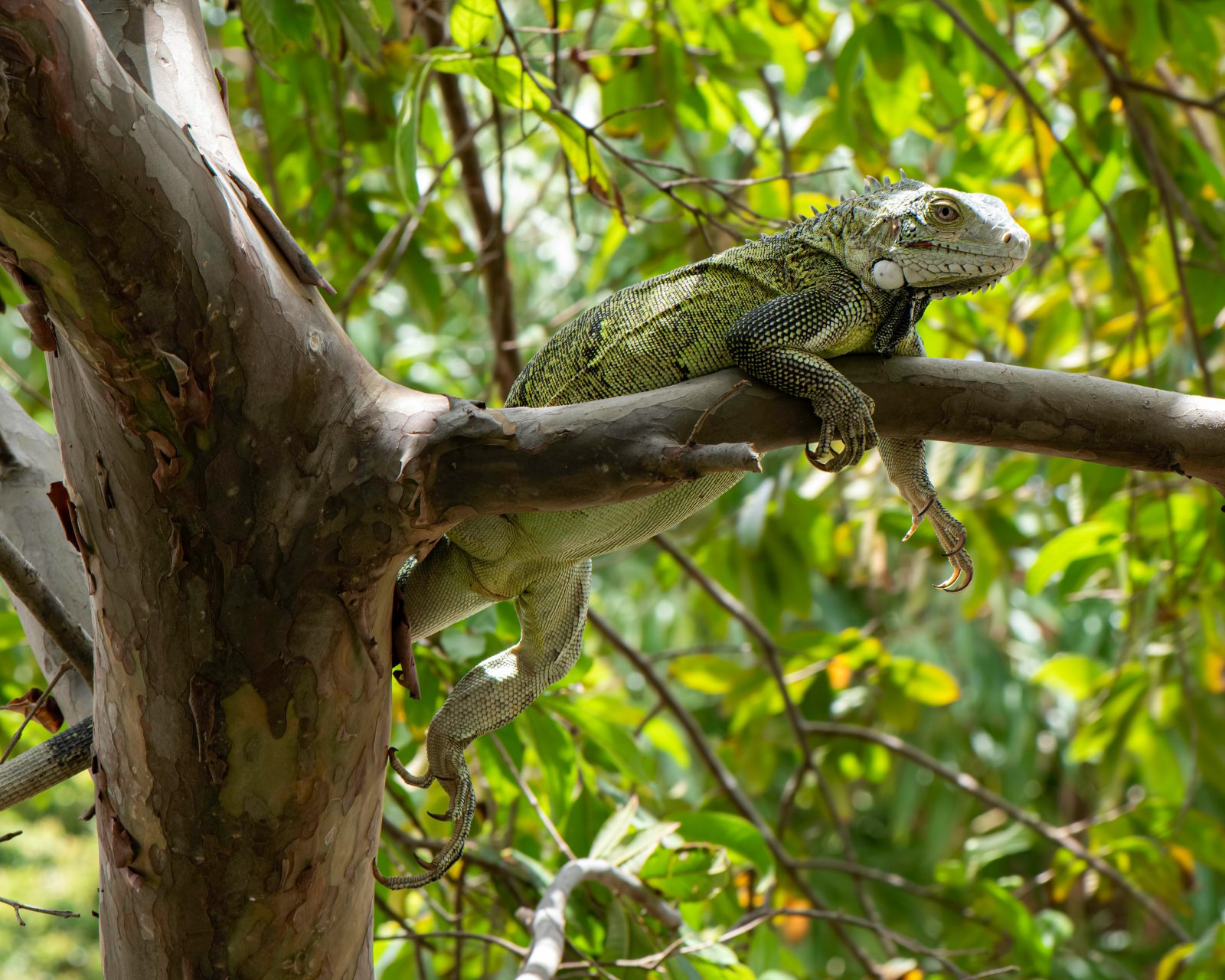 Habitat Of Iguana