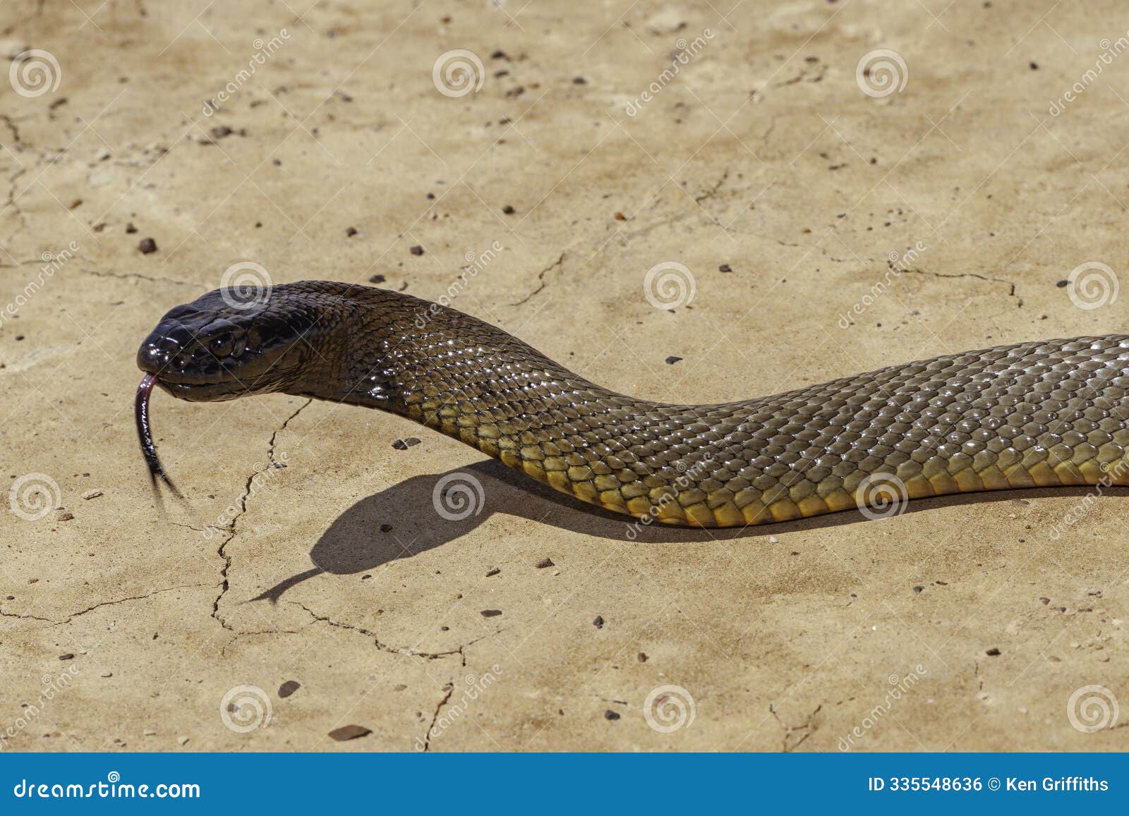 Habitat Of Inland Taipan