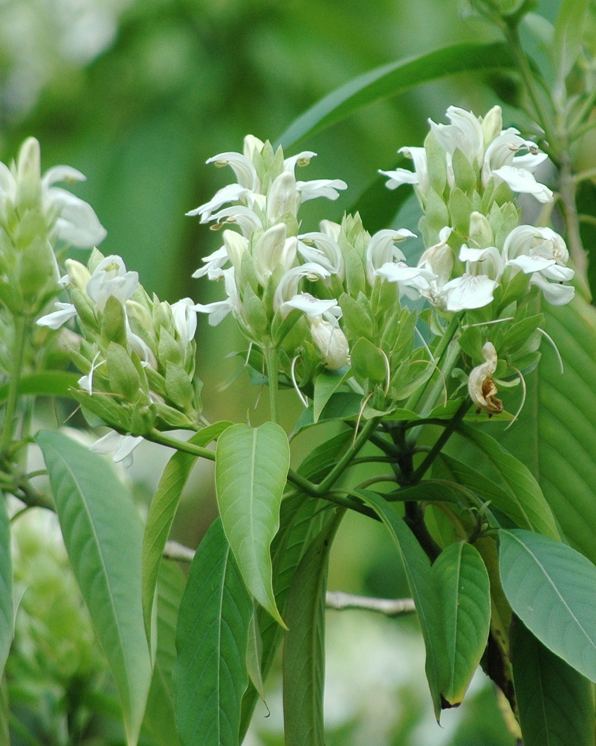 Habitat Of Justicia Adhatoda
