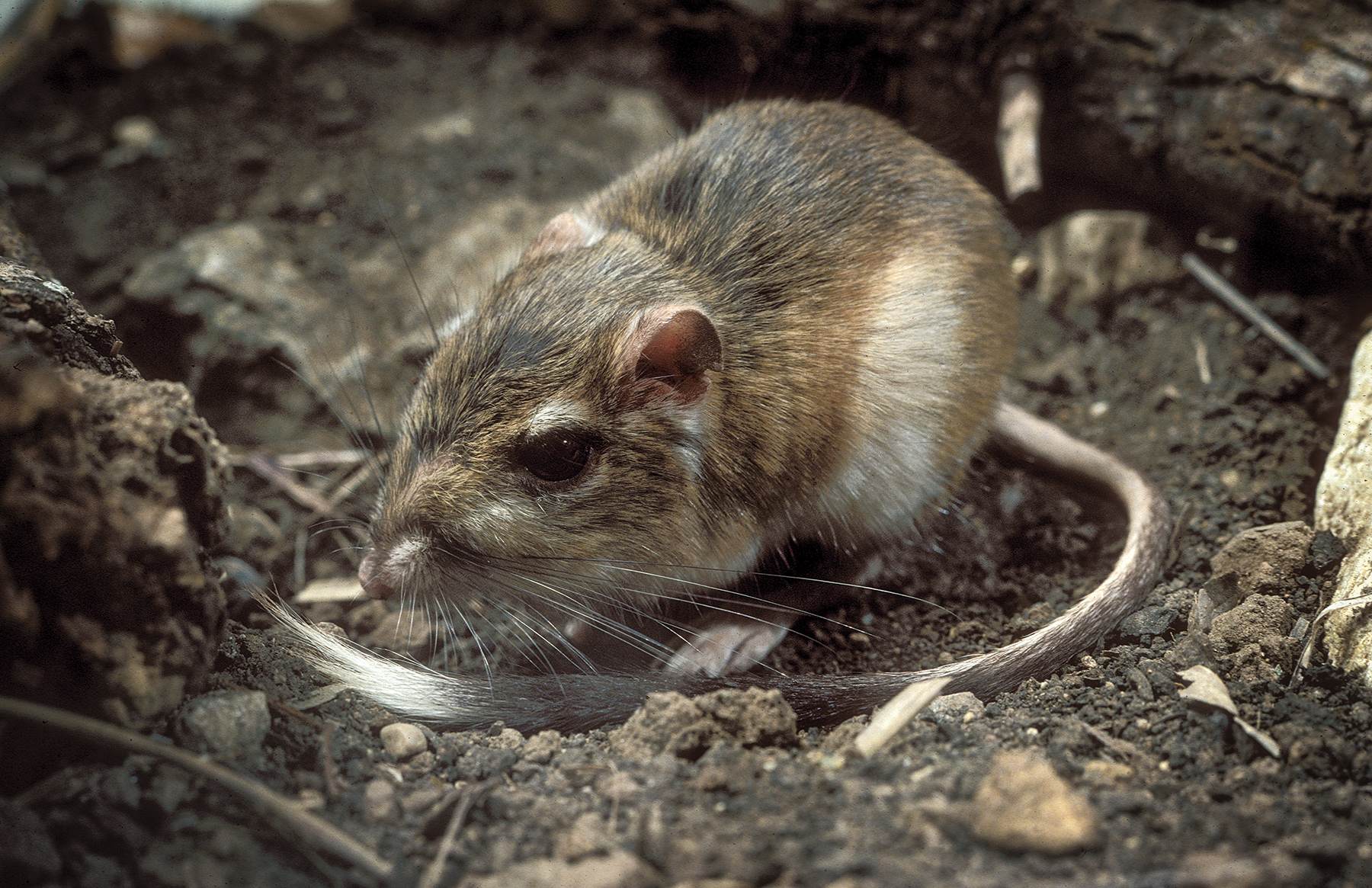 Habitat Of Kangaroo Rat