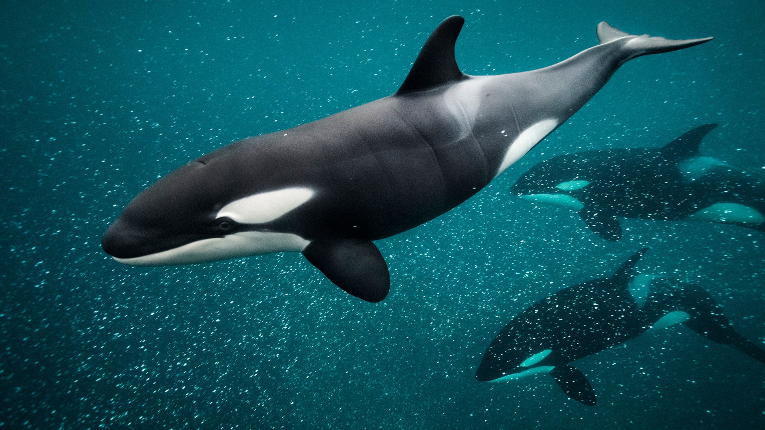 Habitat Of Killer Whale