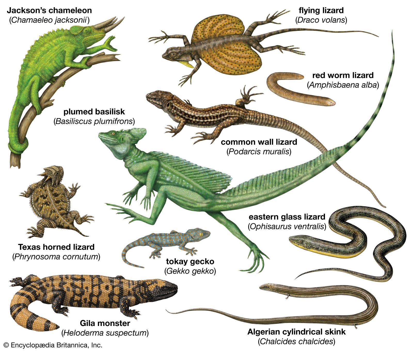 Habitat Of Lizard