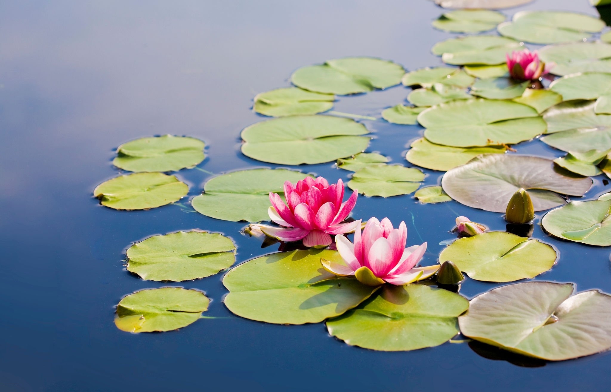Habitat Of Lotus