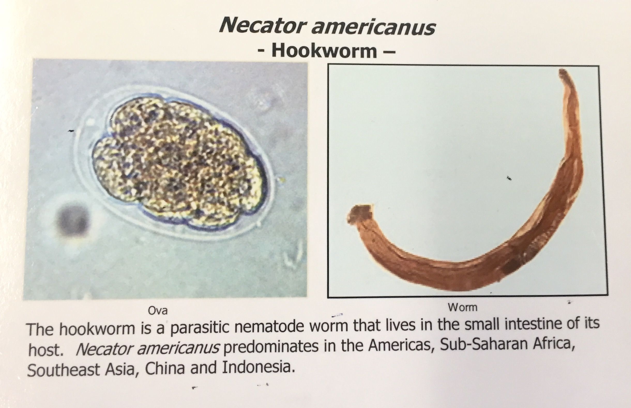 Habitat Of Necator Americanus