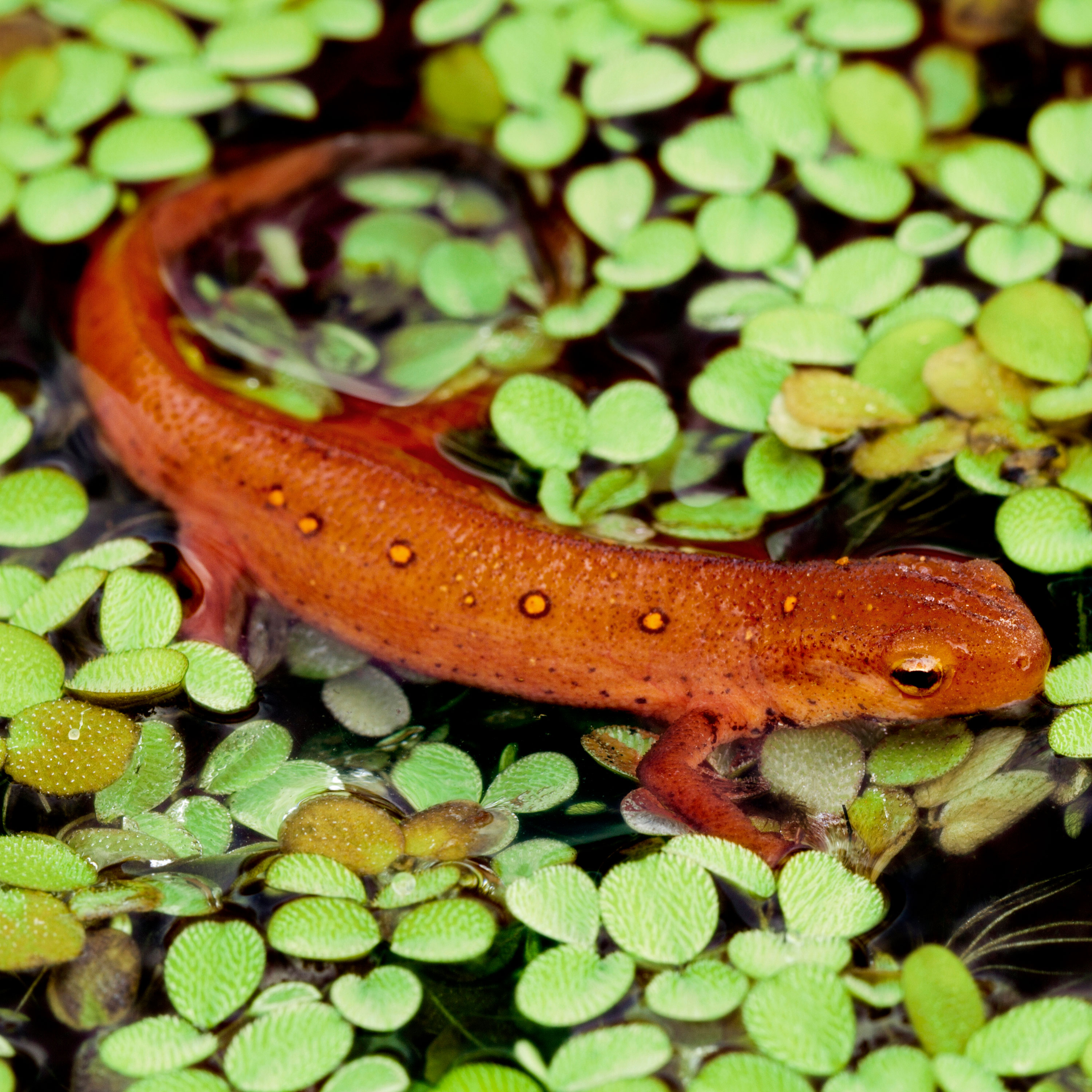 Habitat Of Newts