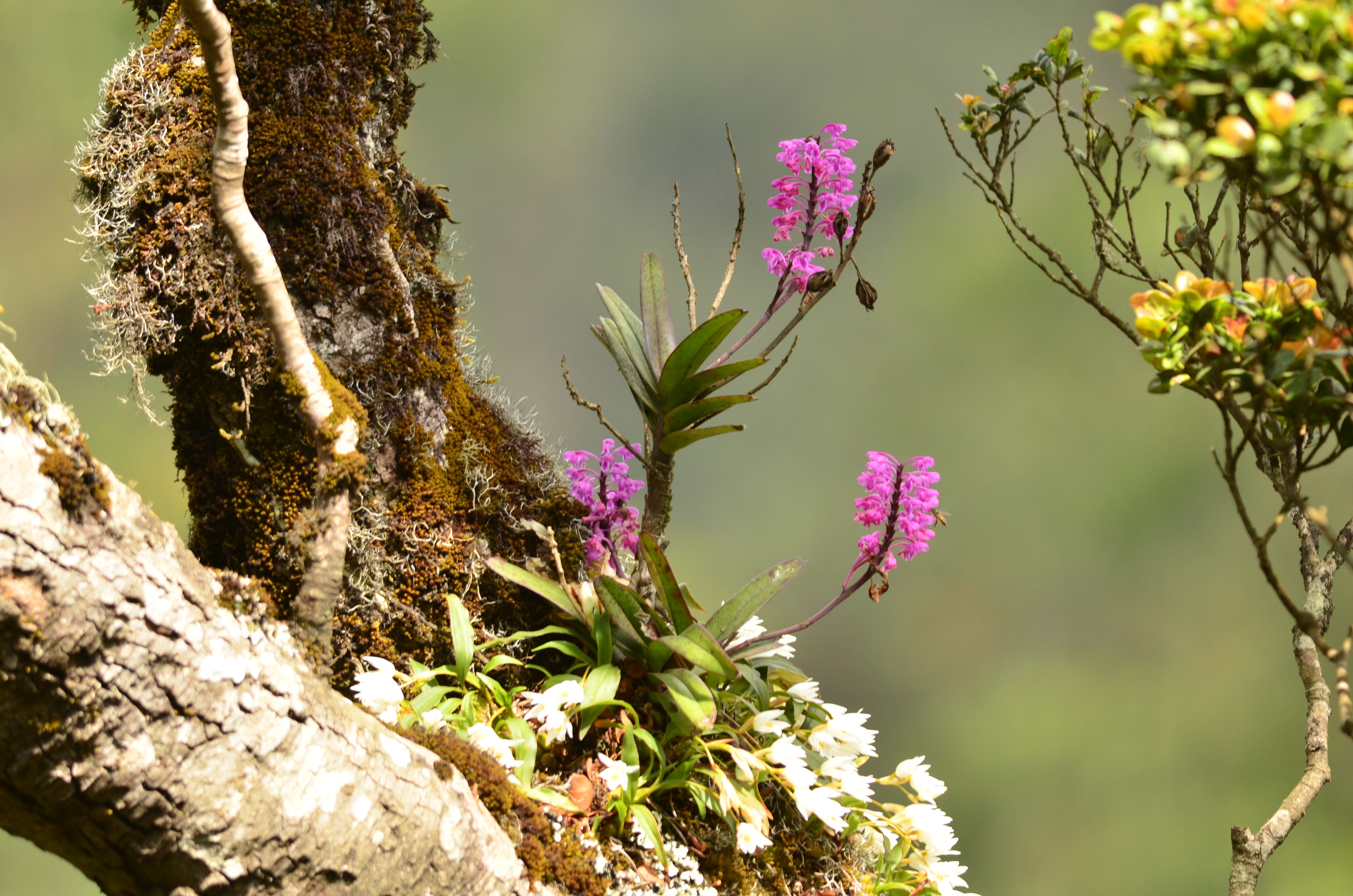 Habitat Of Orchids