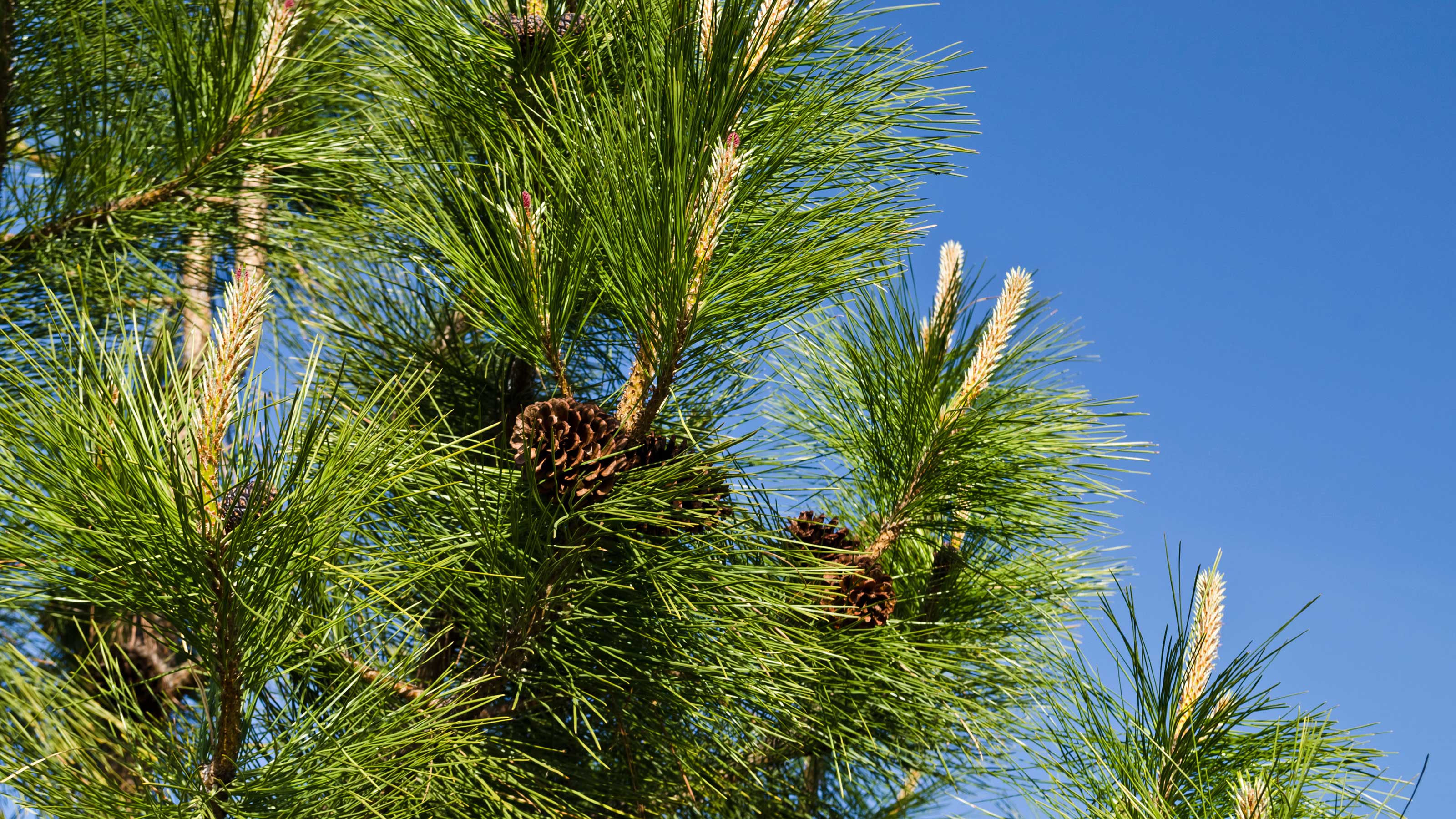 Habitat Of Pine Tree