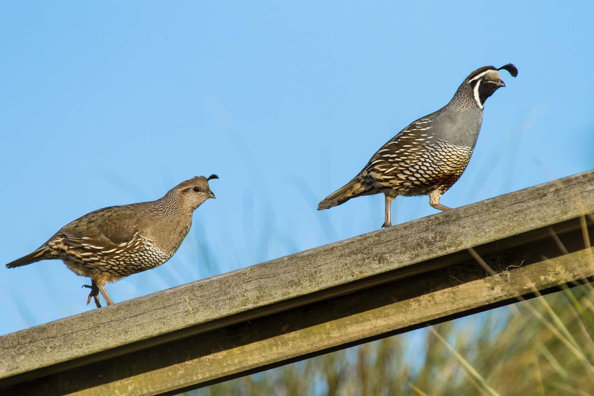 Habitat Of Quail