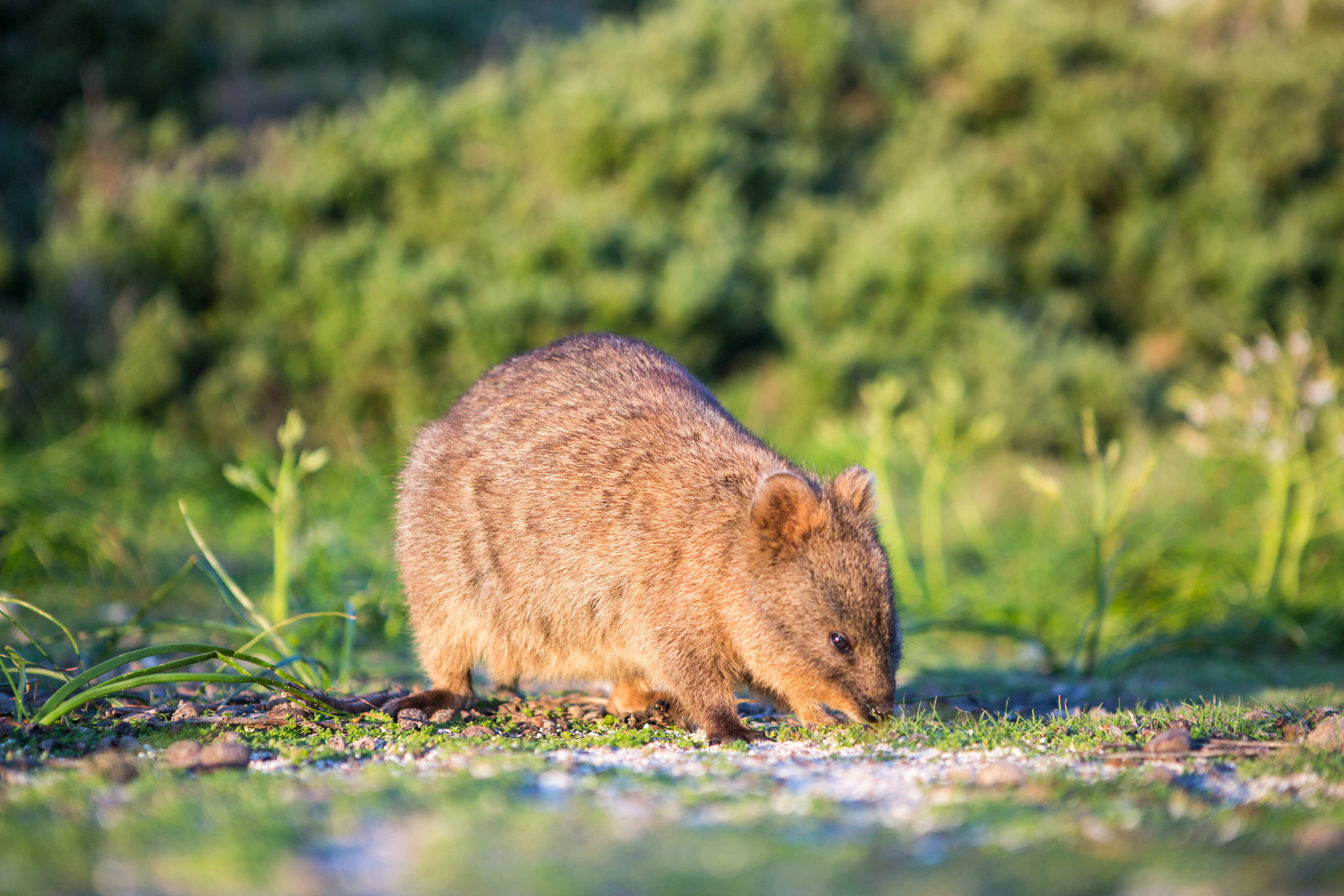 Habitat Of Quokka