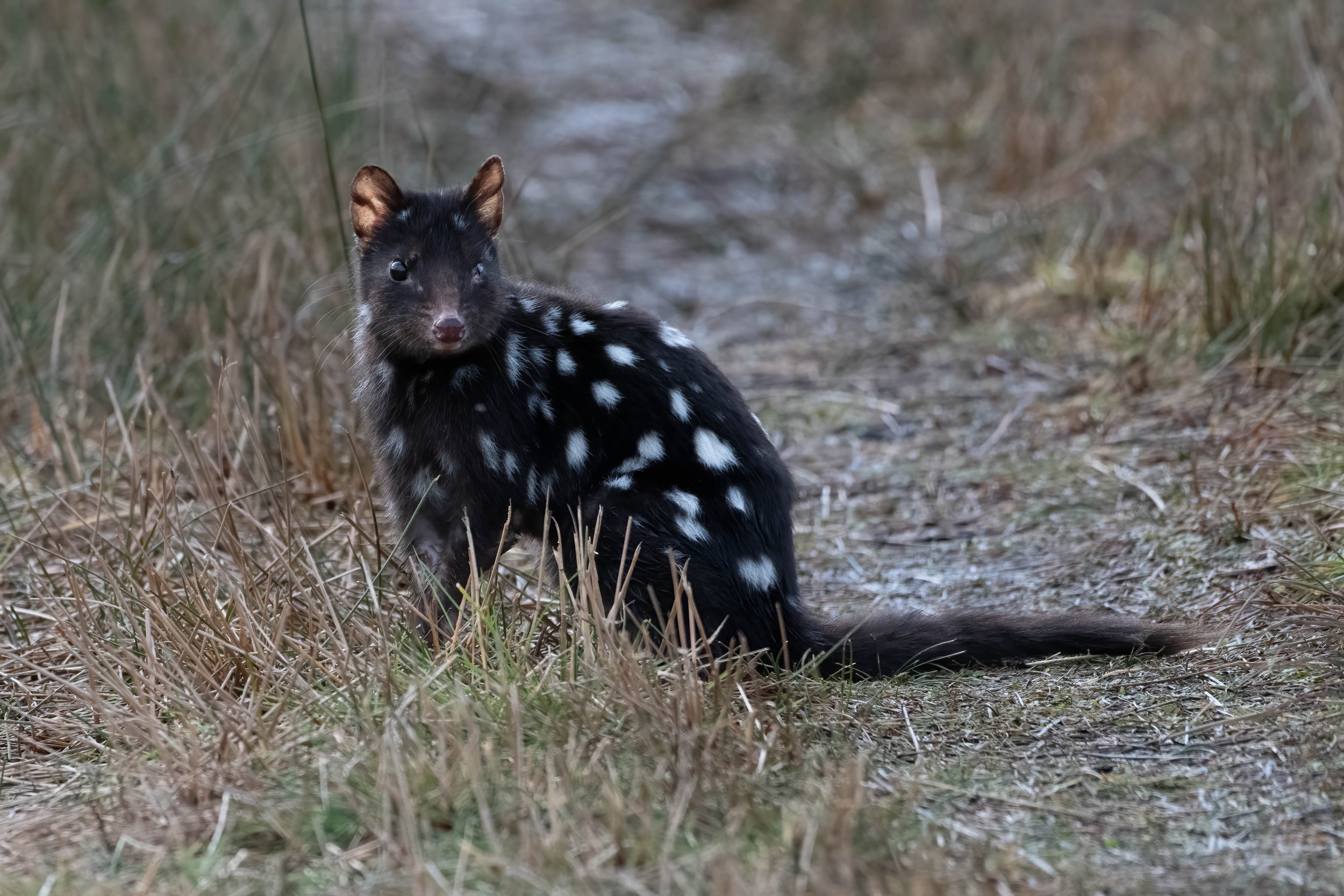 Habitat Of Quolls