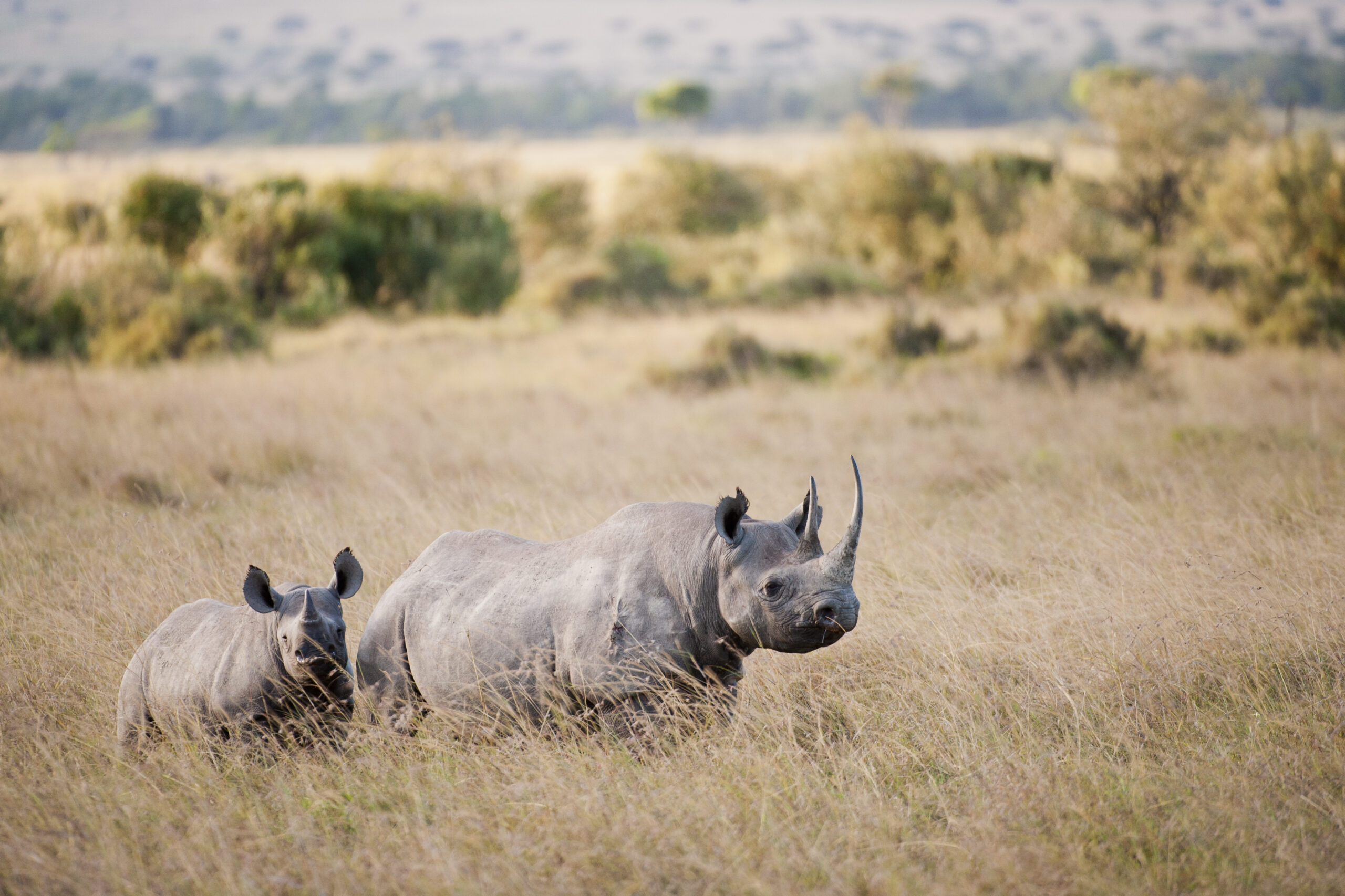 Habitat Of Rhino