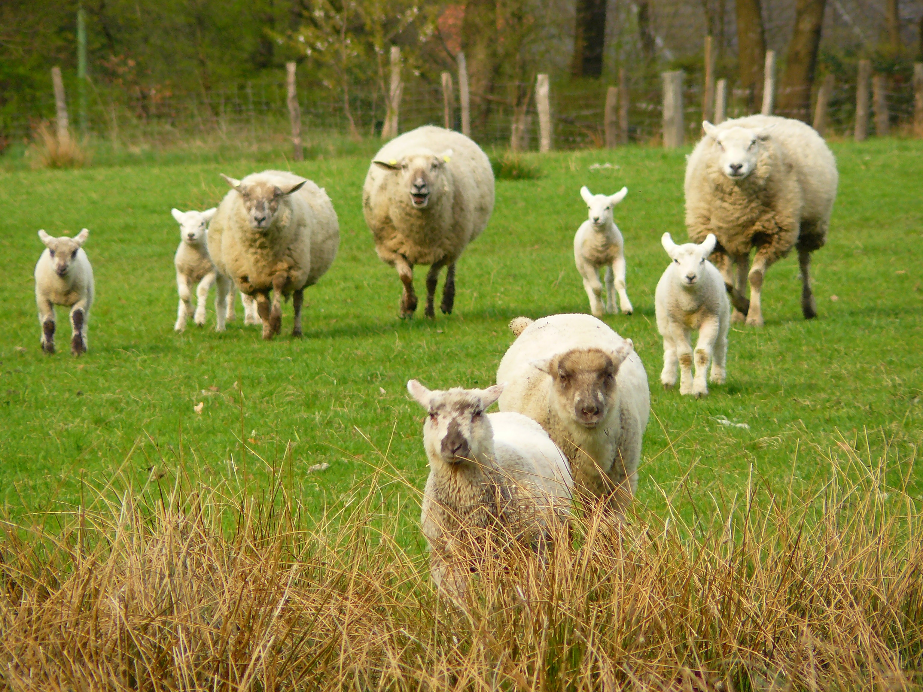 Habitat Of Sheep