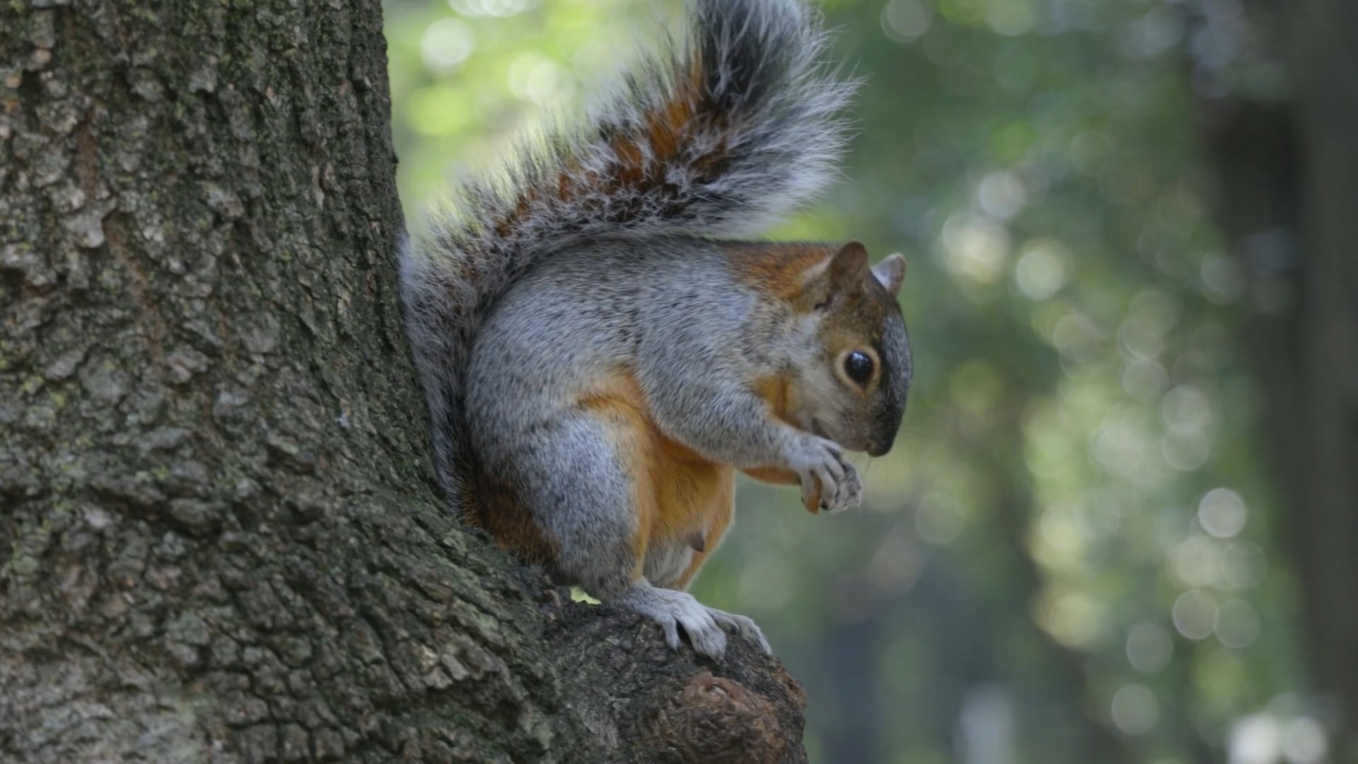 Where Squirrels Live: Understanding Their Natural Habitat