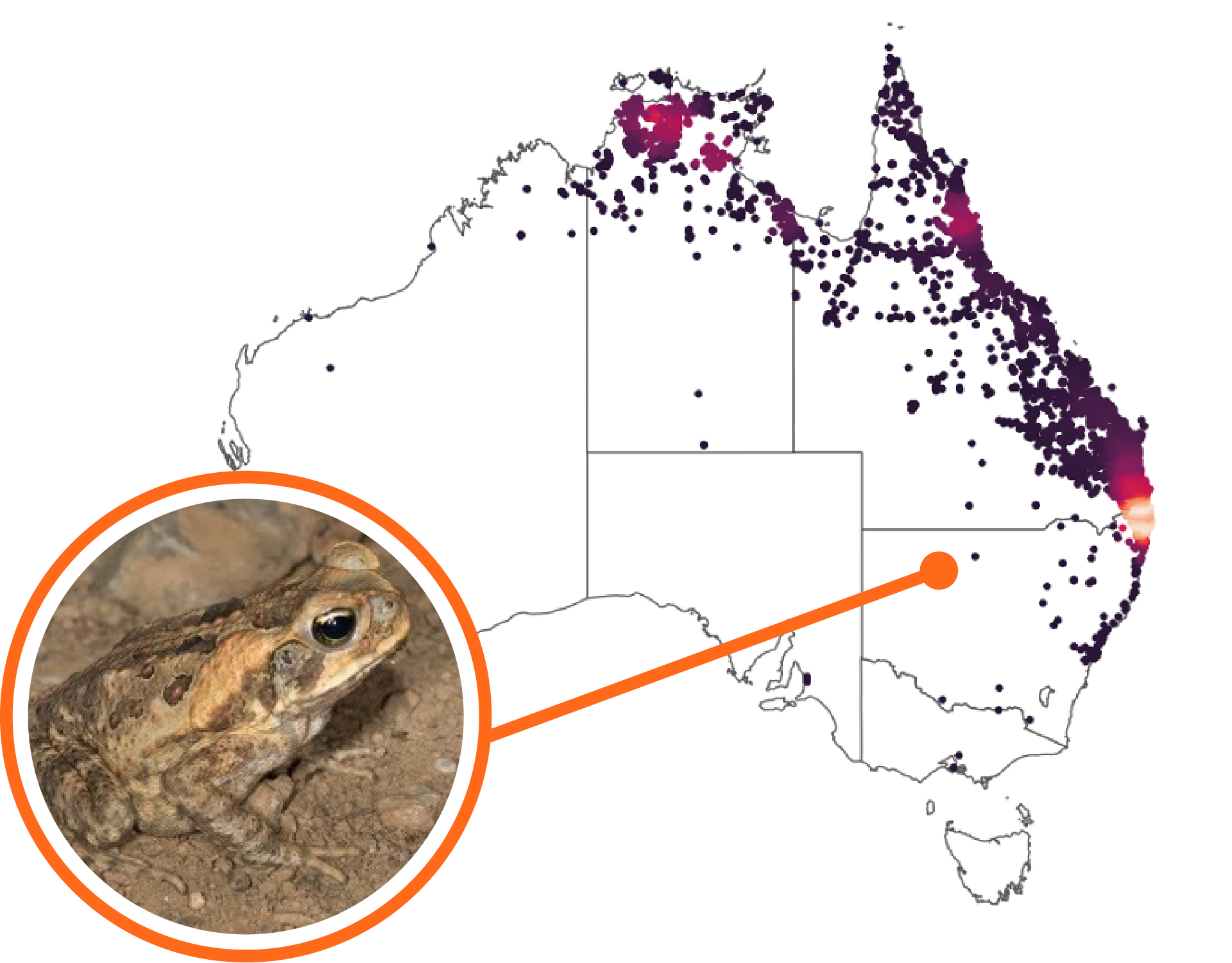 Habitat Of Toad