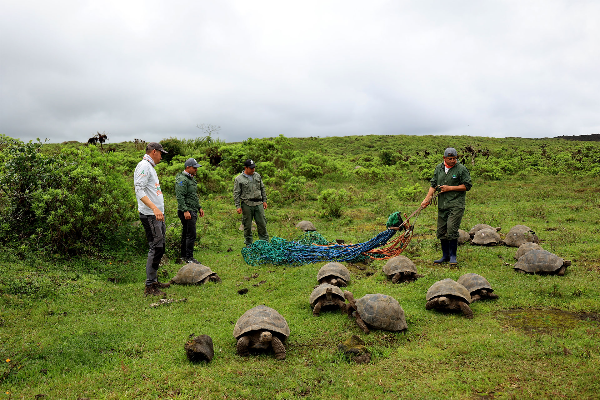 Habitat Of Tortoise