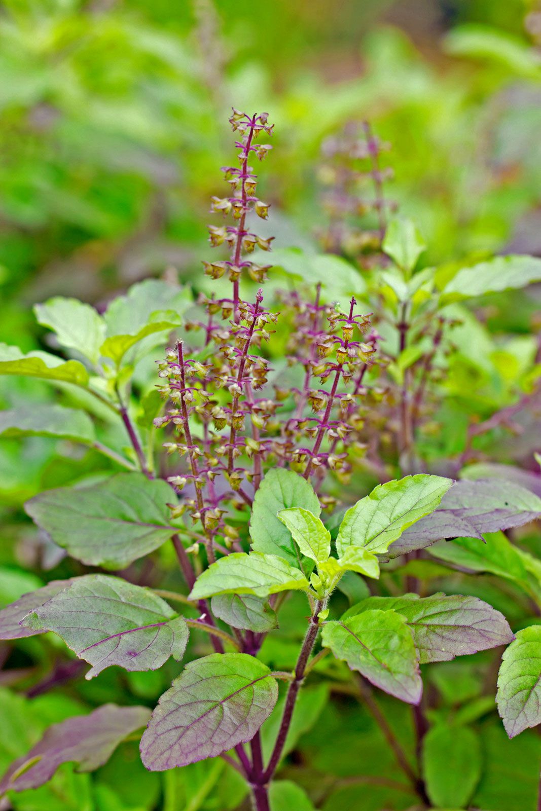 Habitat Of Tulsi
