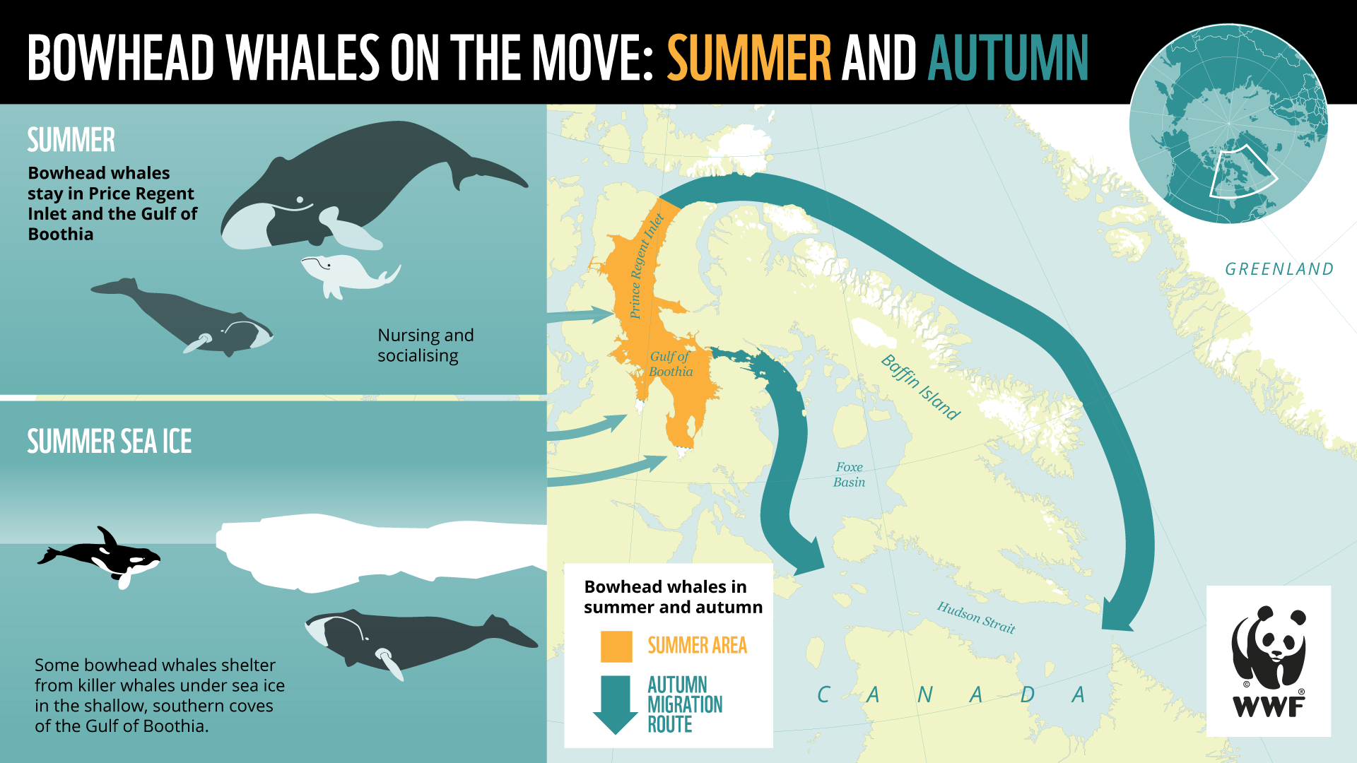 Habitat Of Whale