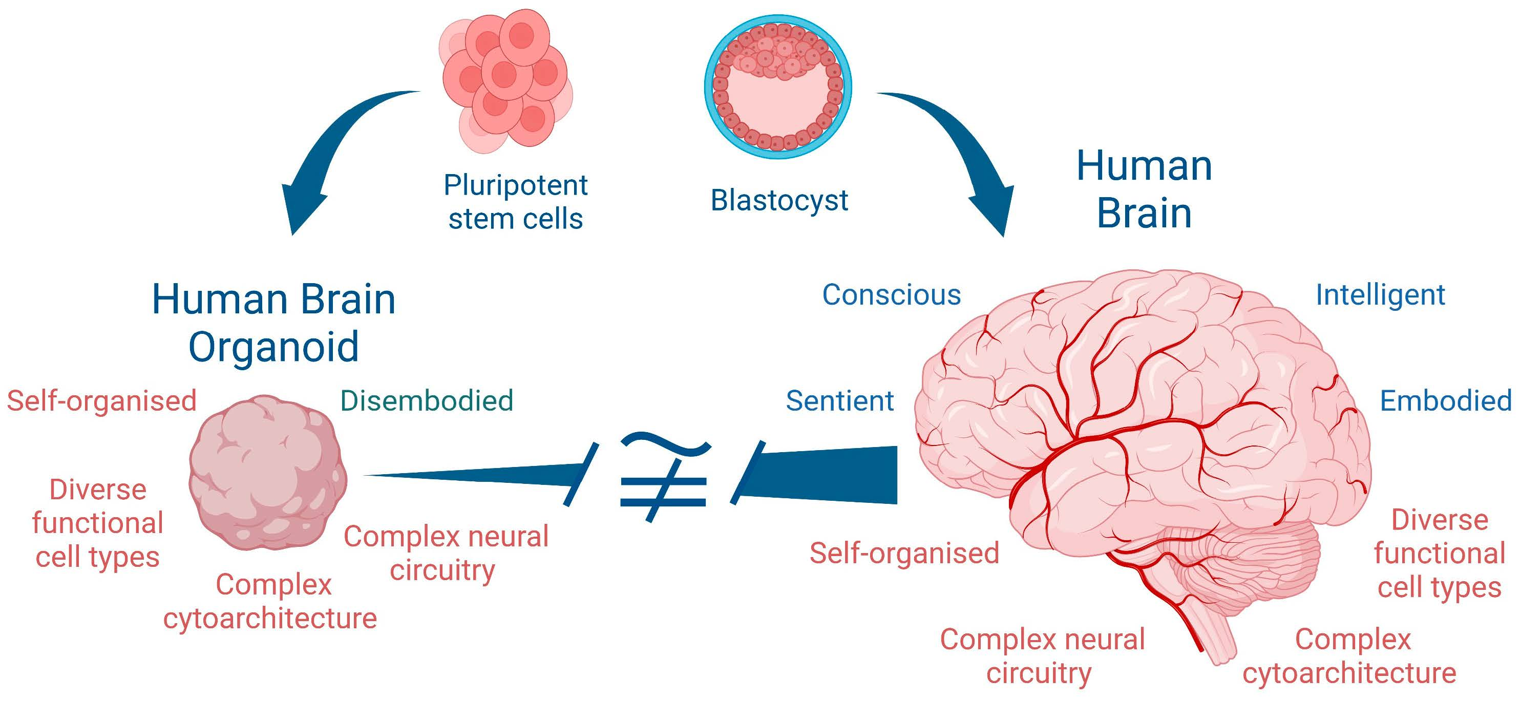 From Cells To Consciousness: How Are Brains Made?